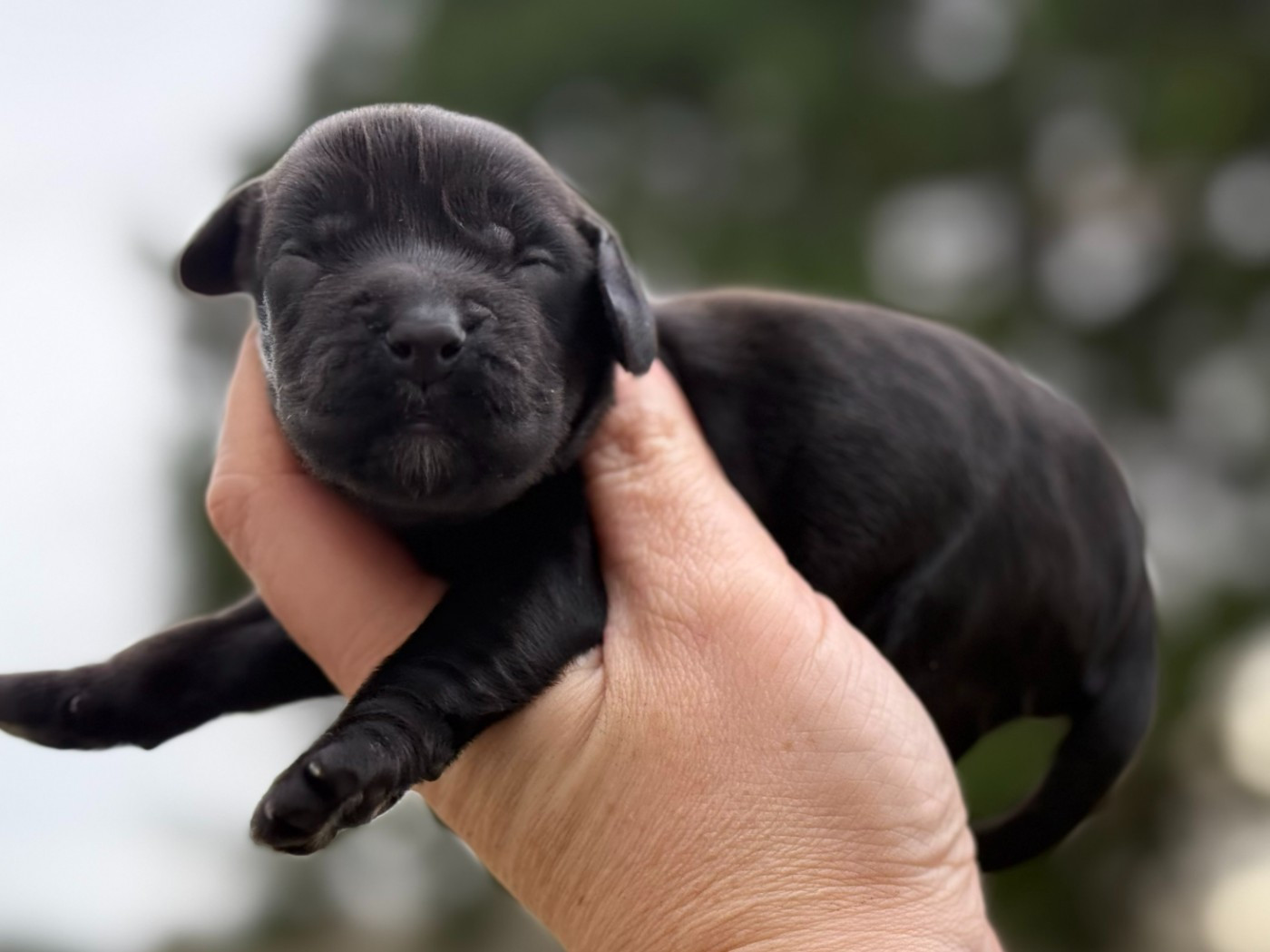 Du Clos De La Majesty - Chiots disponibles - Cocker Spaniel Anglais