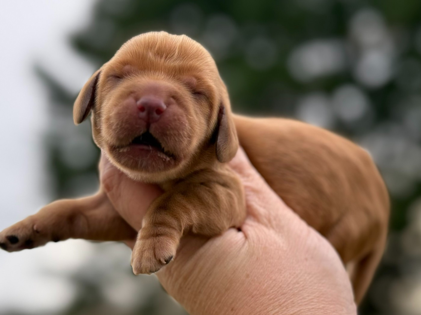 Du Clos De La Majesty - Chiots disponibles - Cocker Spaniel Anglais