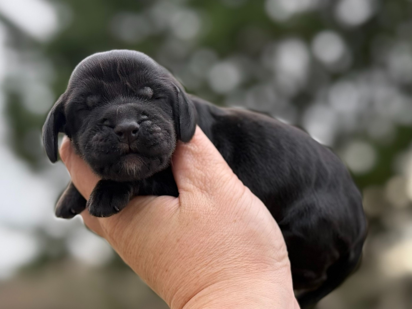 Chiot Cocker Spaniel Anglais Du Clos De La Majesty