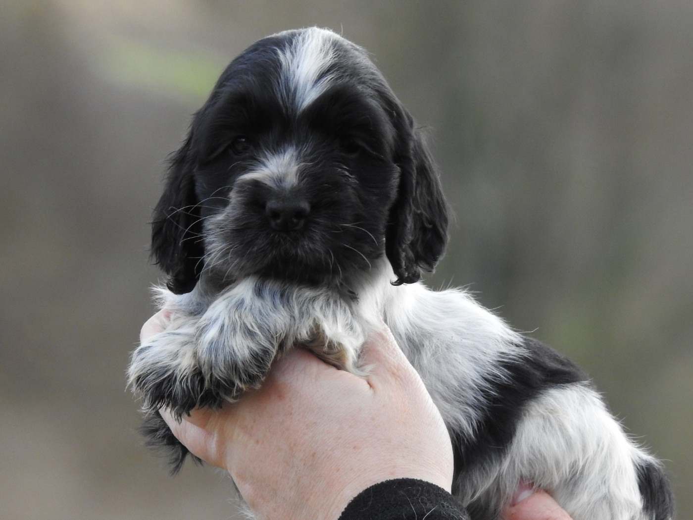 Du Clos De La Majesty - Cocker Spaniel Anglais - Portée née le 17/12/2025
