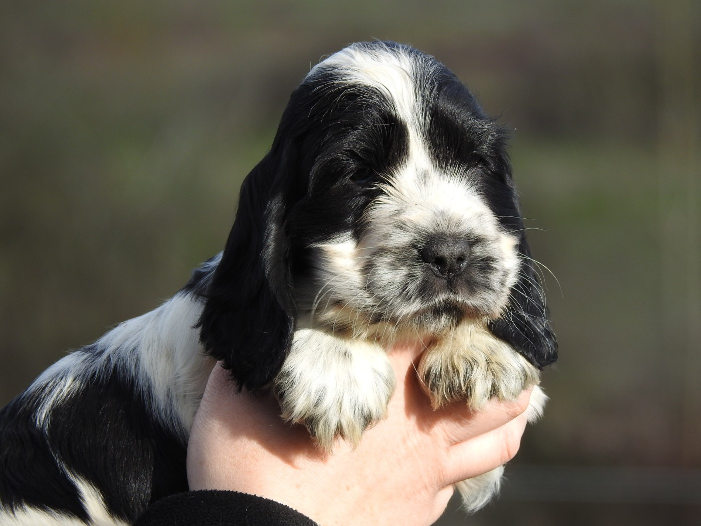 Du Clos De La Majesty - Cocker Spaniel Anglais - Portée née le 24/12/2025