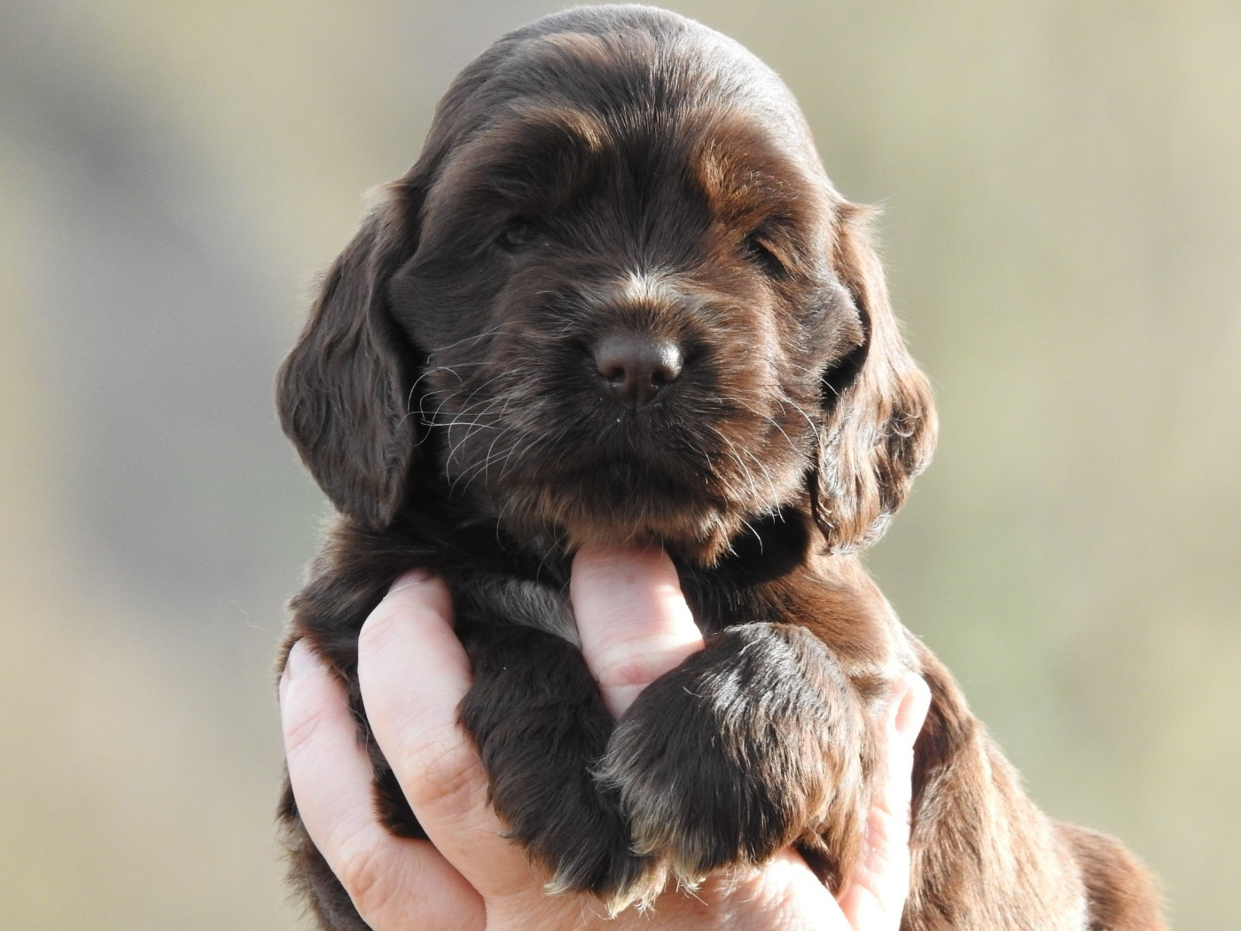 Du Clos De La Majesty - Cocker Spaniel Anglais - Portée née le 30/12/2025