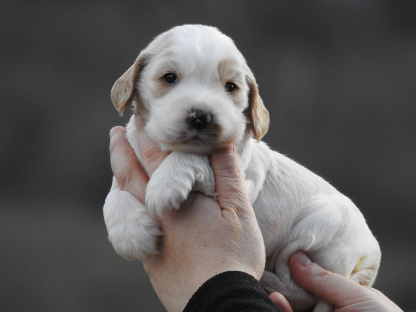 Du Clos De La Majesty - Cocker Spaniel Anglais - Portée née le 05/01/2026