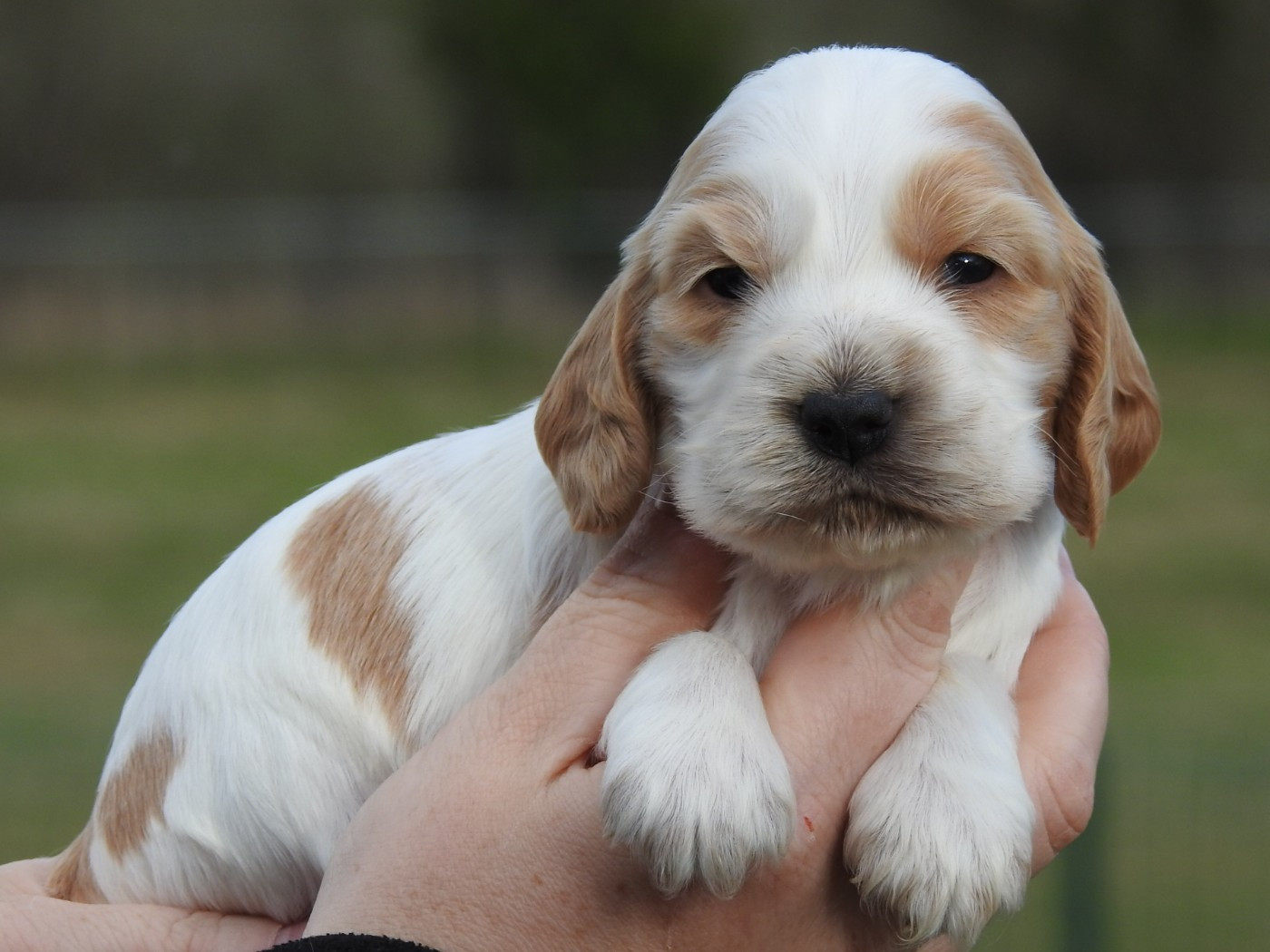 Du Clos De La Majesty - Cocker Spaniel Anglais - Portée née le 13/01/2026