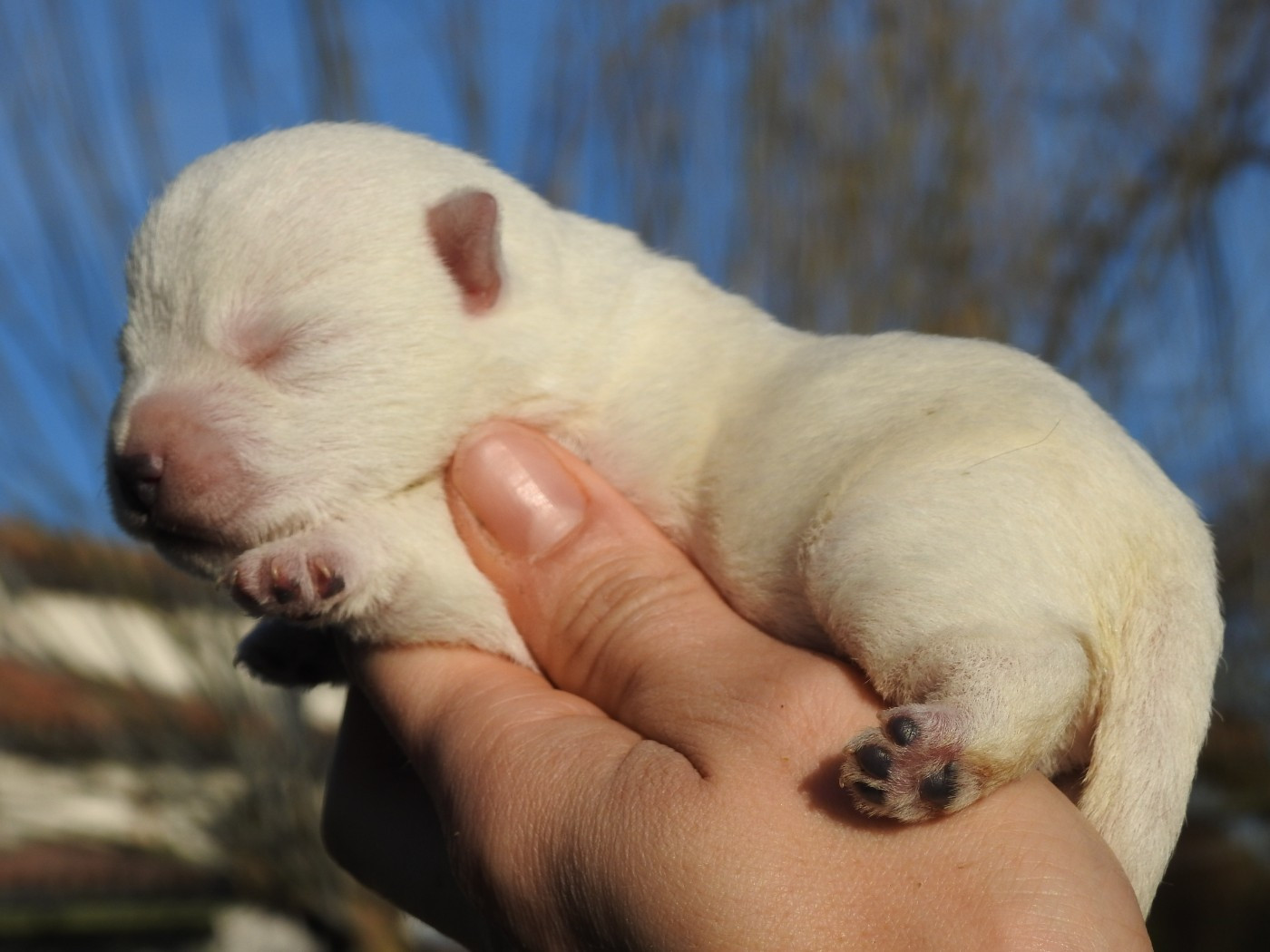 Du Clos De La Majesty - Chiots disponibles - West Highland White Terrier