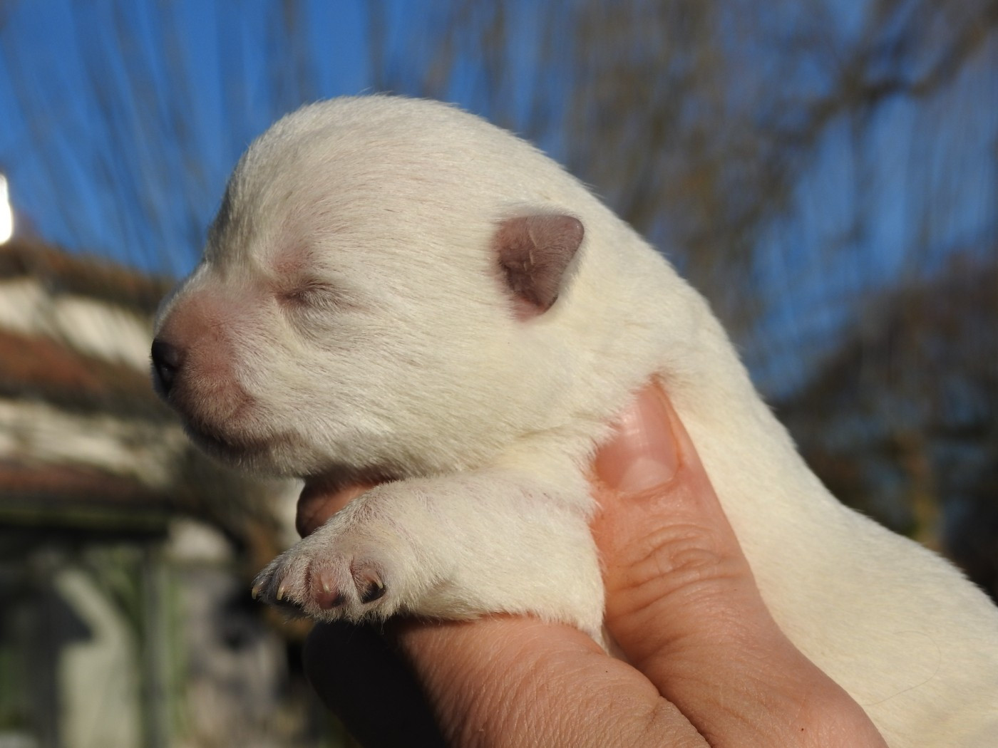 Du Clos De La Majesty - Chiots disponibles - West Highland White Terrier