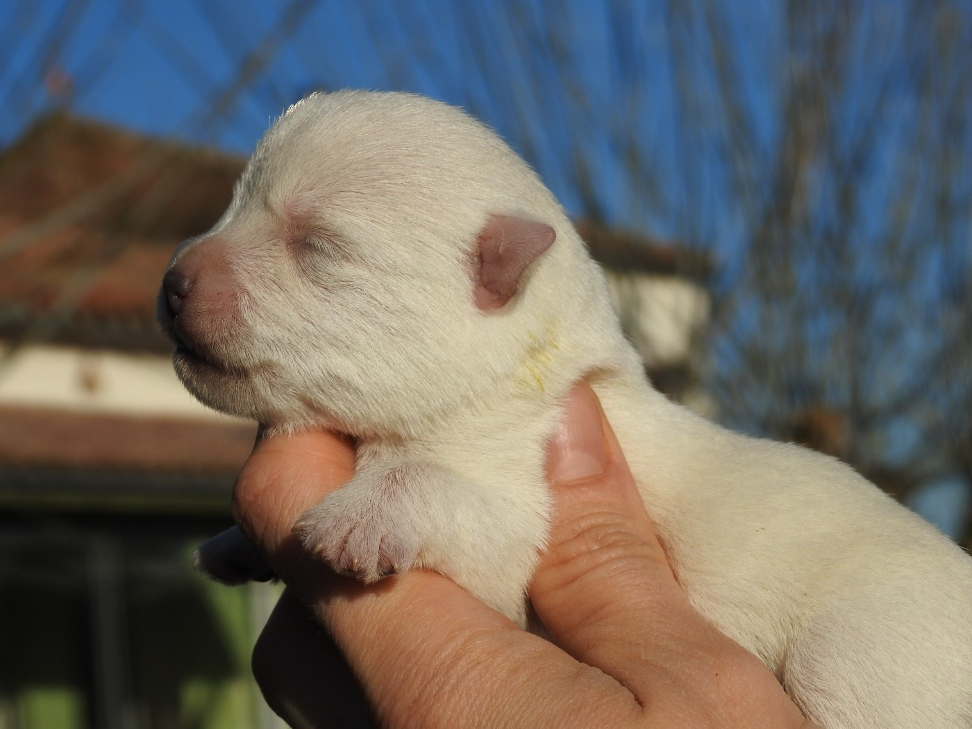 Du Clos De La Majesty - Chiots disponibles - West Highland White Terrier