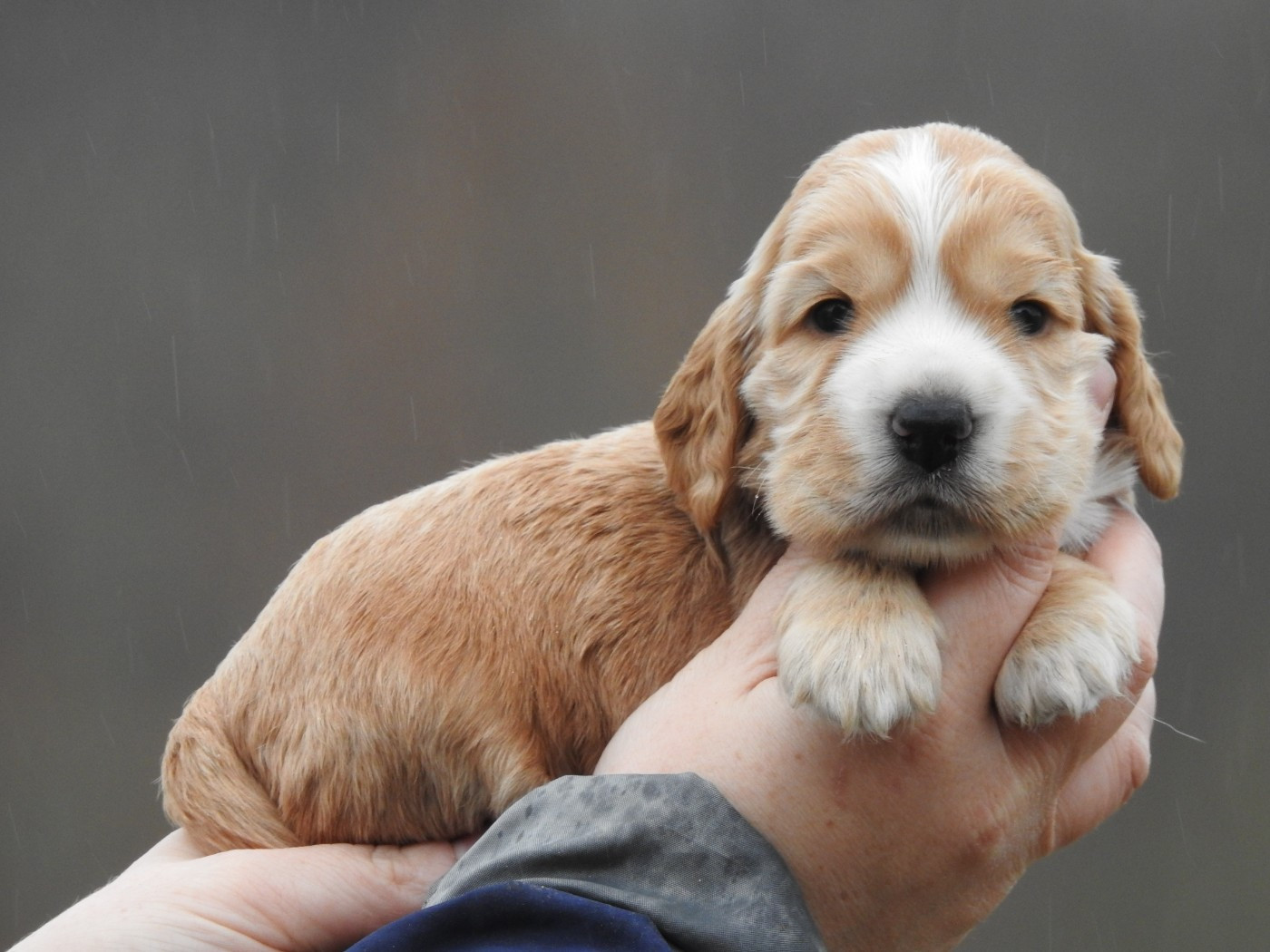 Du Clos De La Majesty - Cocker Spaniel Anglais - Portée née le 18/01/2026