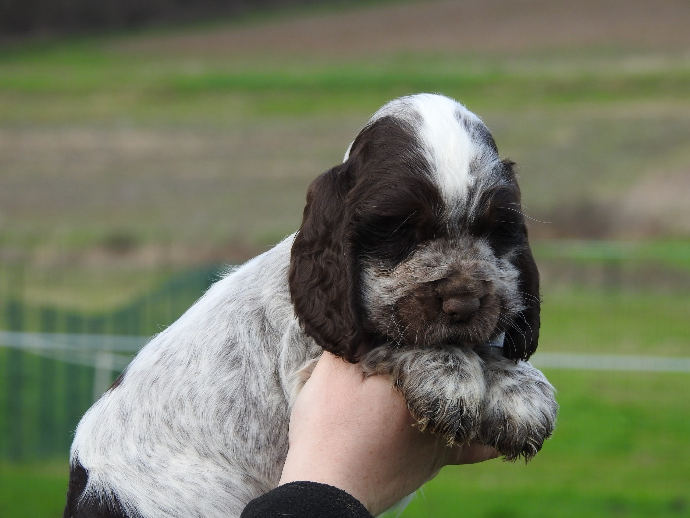 Du Clos De La Majesty - Cocker Spaniel Anglais - Portée née le 29/12/2025