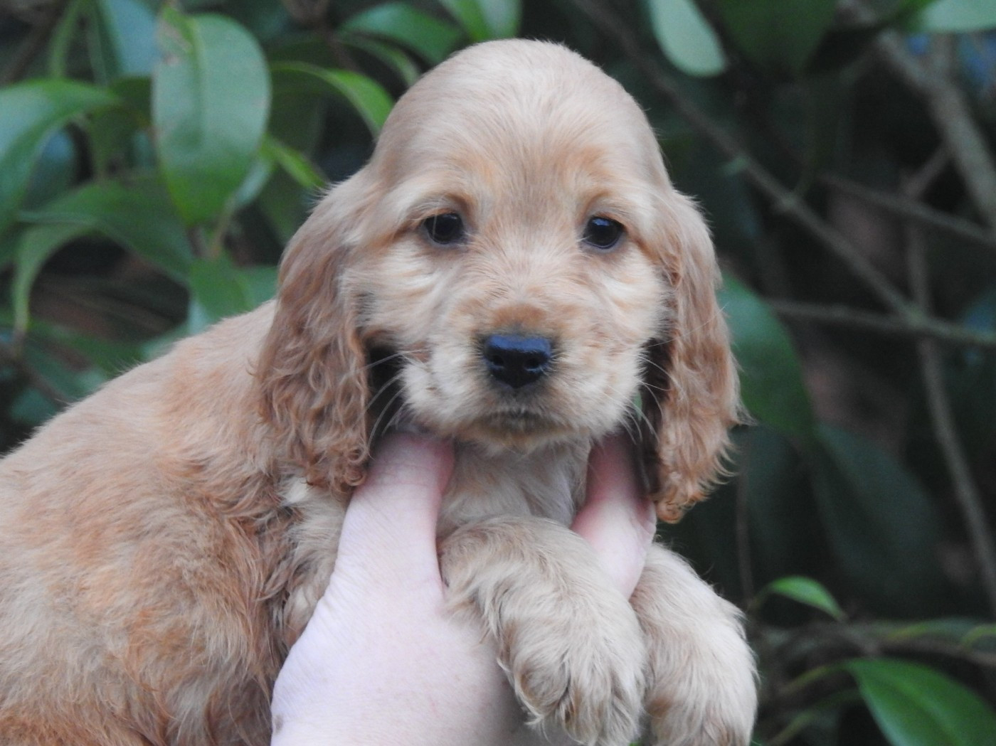 Du Clos De La Majesty - Cocker Spaniel Anglais - Portée née le 27/12/2025