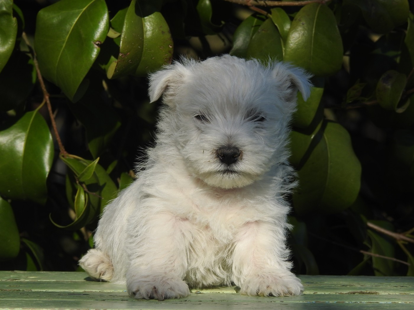 Du Clos De La Majesty - Chiots disponibles - West Highland White Terrier