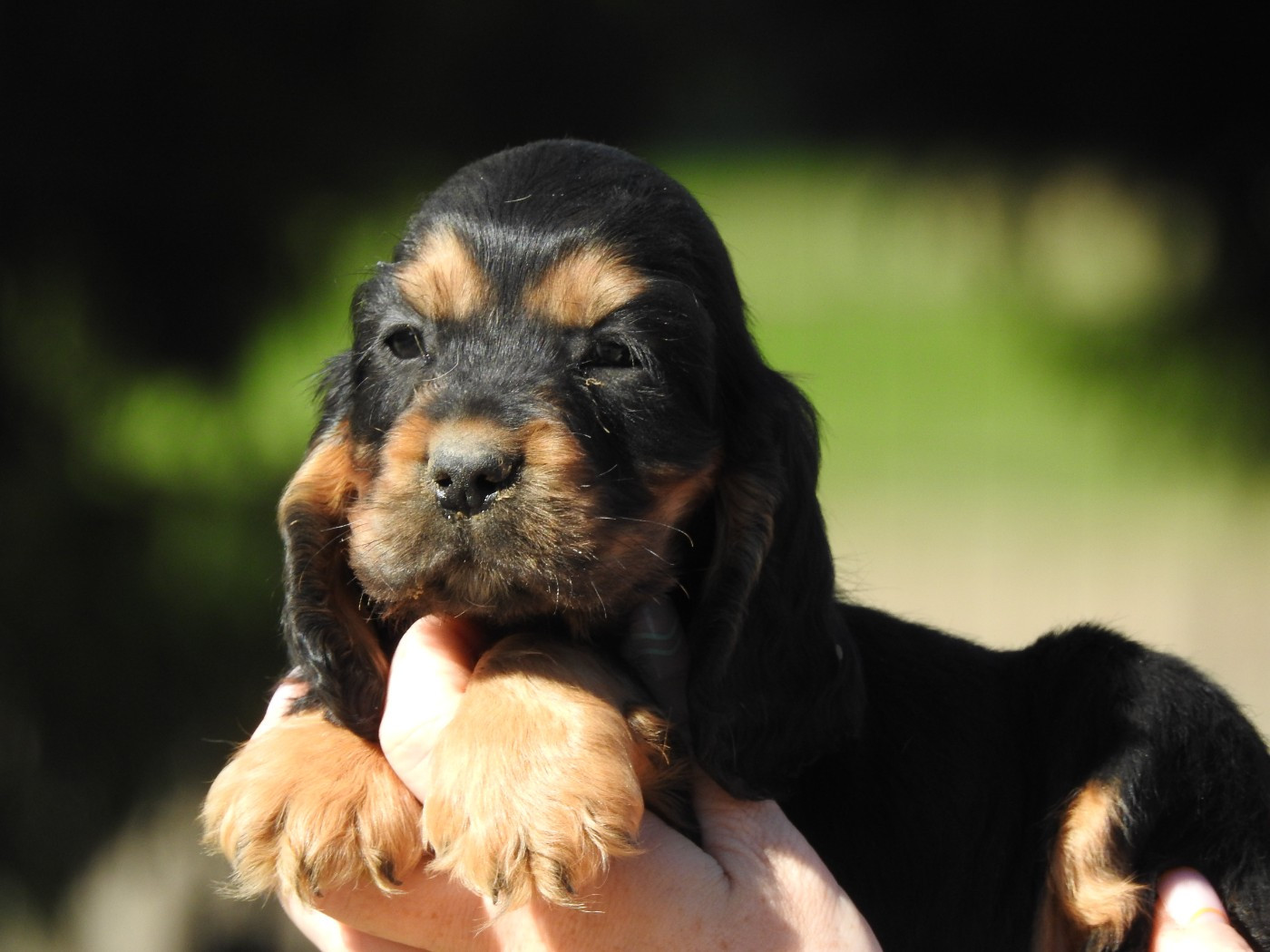 Du Clos De La Majesty - Cocker Spaniel Anglais - Portée née le 16/02/2026