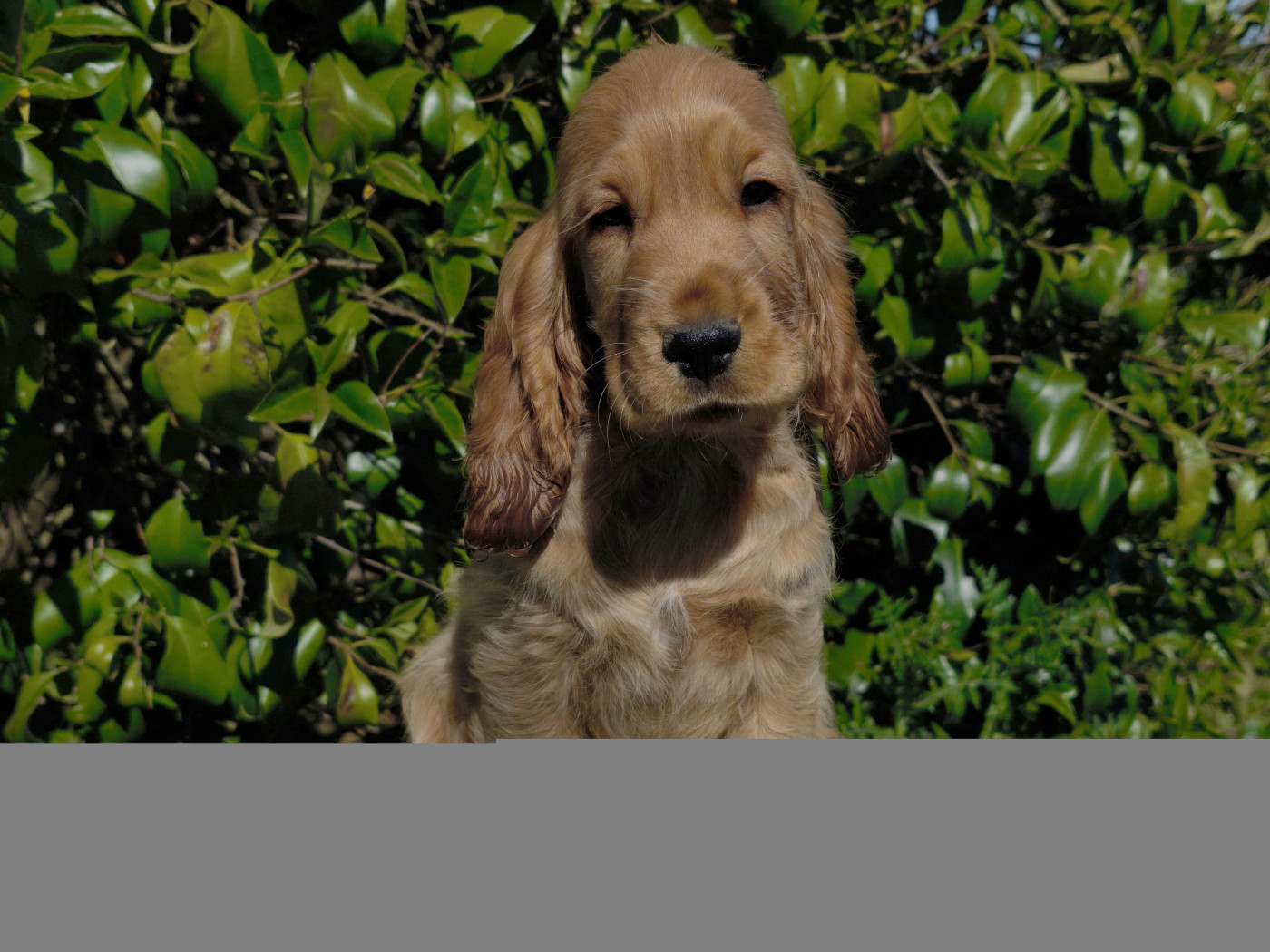 Du Clos De La Majesty - Chiots disponibles - Cocker Spaniel Anglais