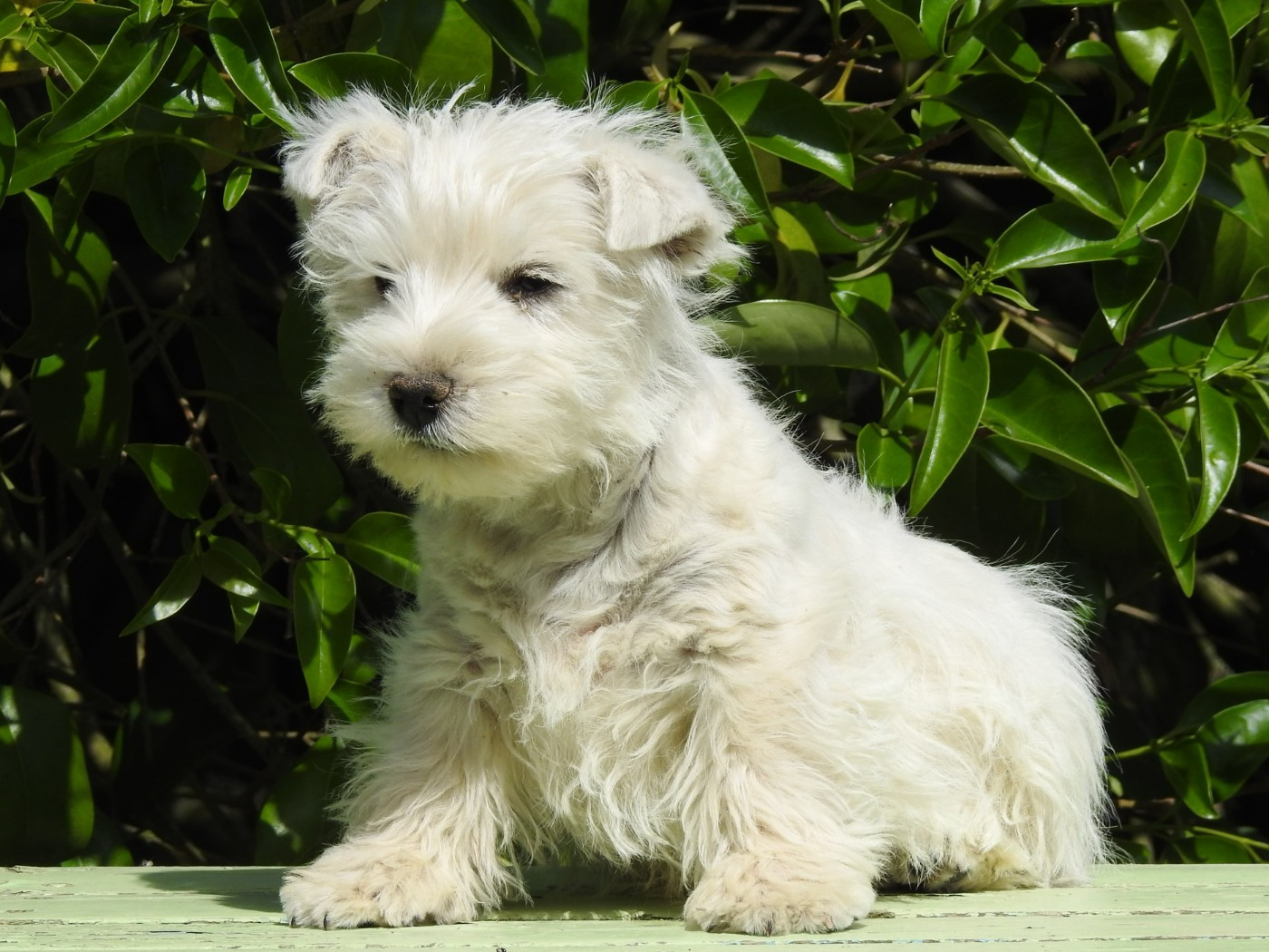 Du Clos De La Majesty - Chiots disponibles - West Highland White Terrier