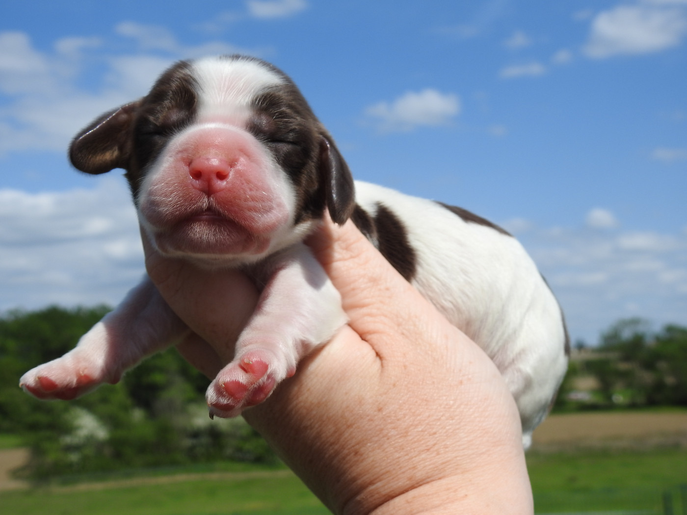 Du Clos De La Majesty - Chiots disponibles - Cocker Spaniel Anglais