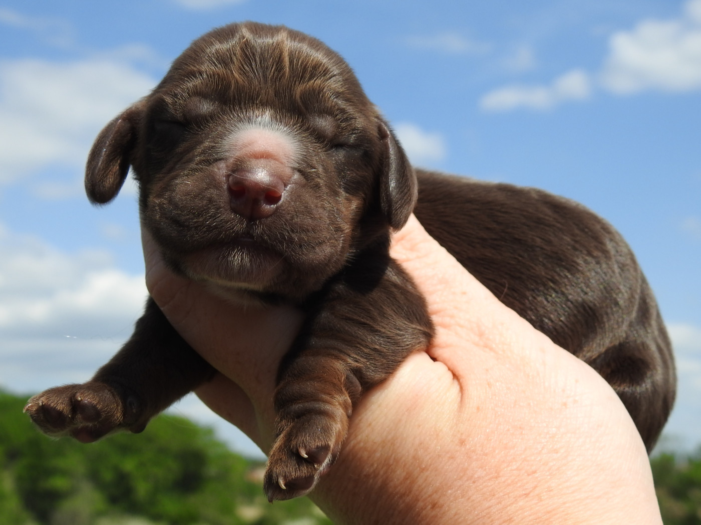 Du Clos De La Majesty - Chiots disponibles - Cocker Spaniel Anglais