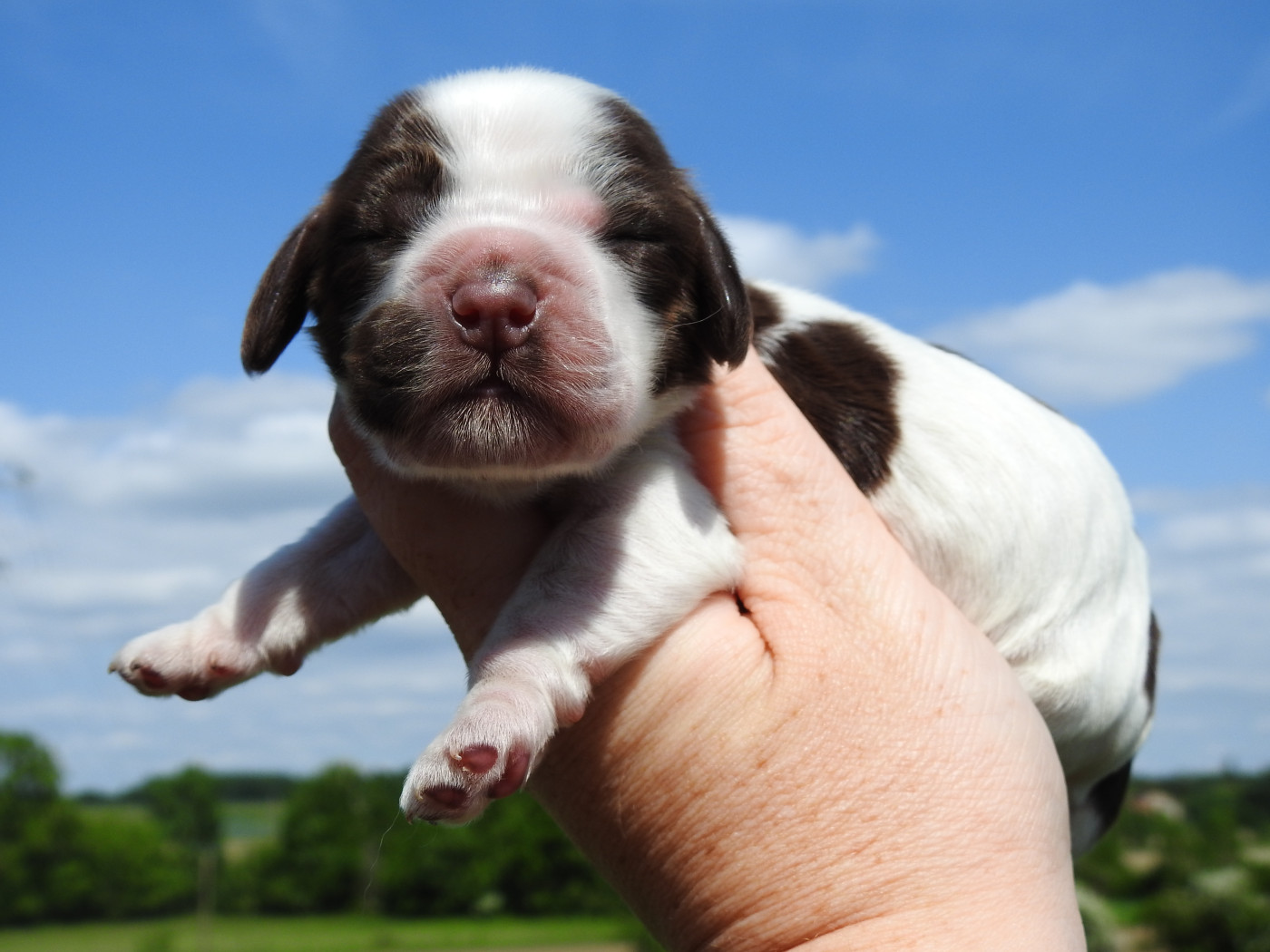 Du Clos De La Majesty - Chiots disponibles - Cocker Spaniel Anglais
