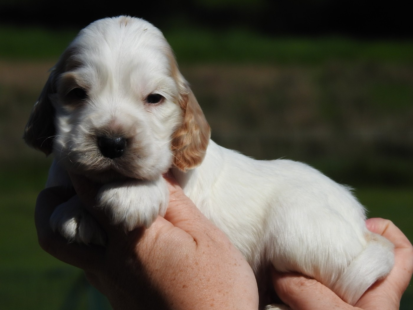 Du Clos De La Majesty - Chiots disponibles - Cocker Spaniel Anglais