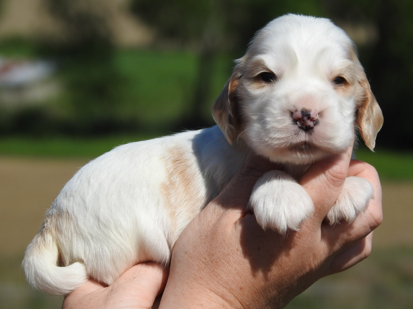Du Clos De La Majesty - Chiots disponibles - Cocker Spaniel Anglais