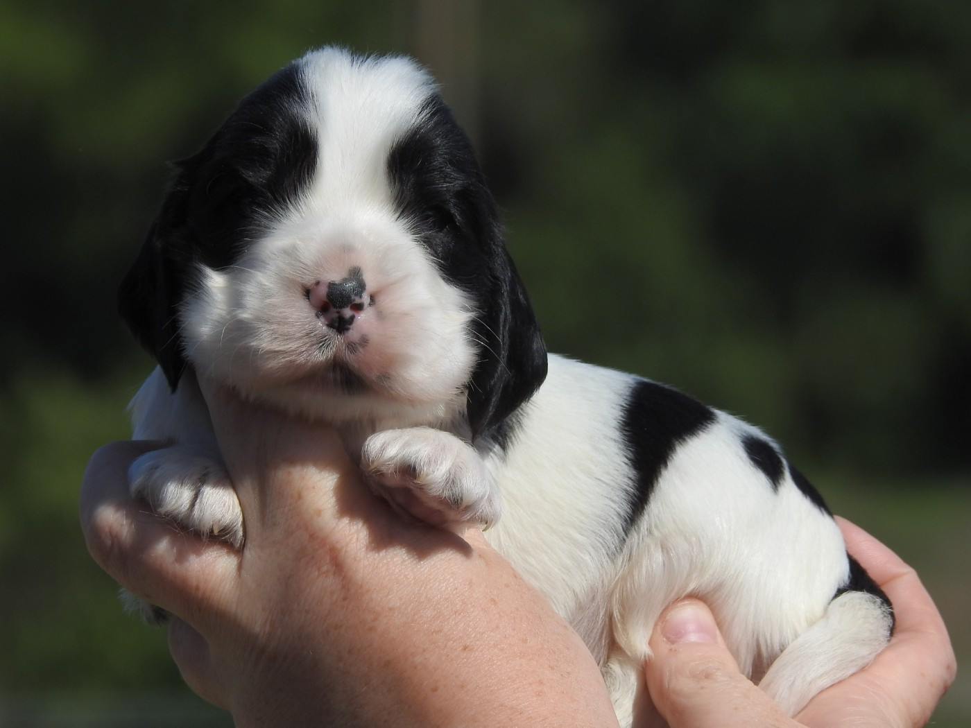 Du Clos De La Majesty - Chiots disponibles - Cocker Spaniel Anglais