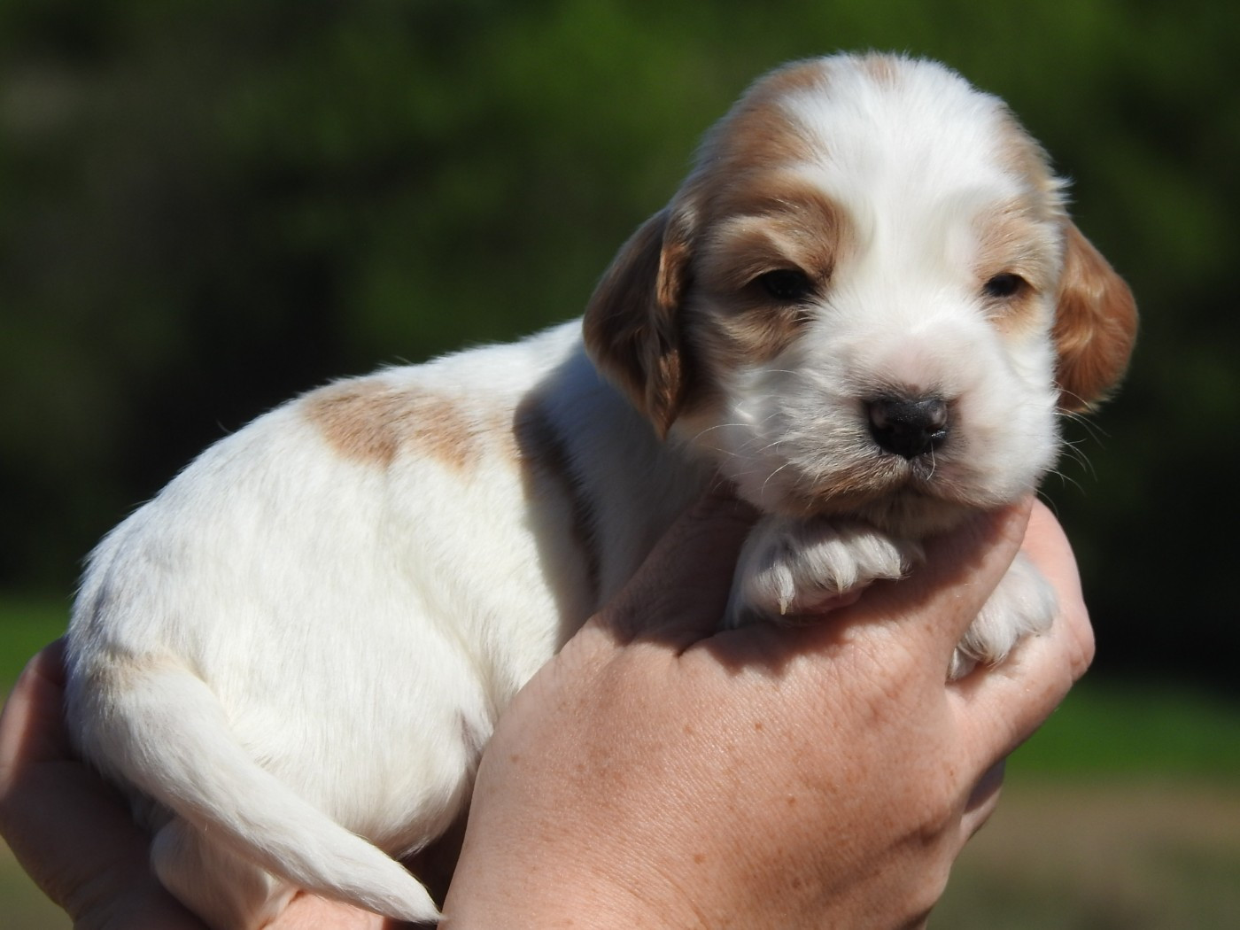 Chiot Cocker Spaniel Anglais Du Clos De La Majesty