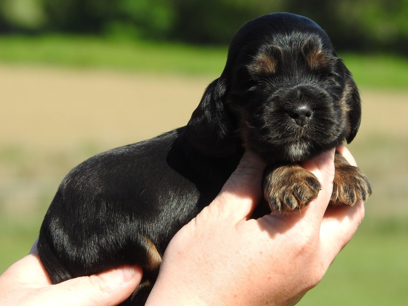 Du Clos De La Majesty - Chiots disponibles - Cocker Spaniel Anglais