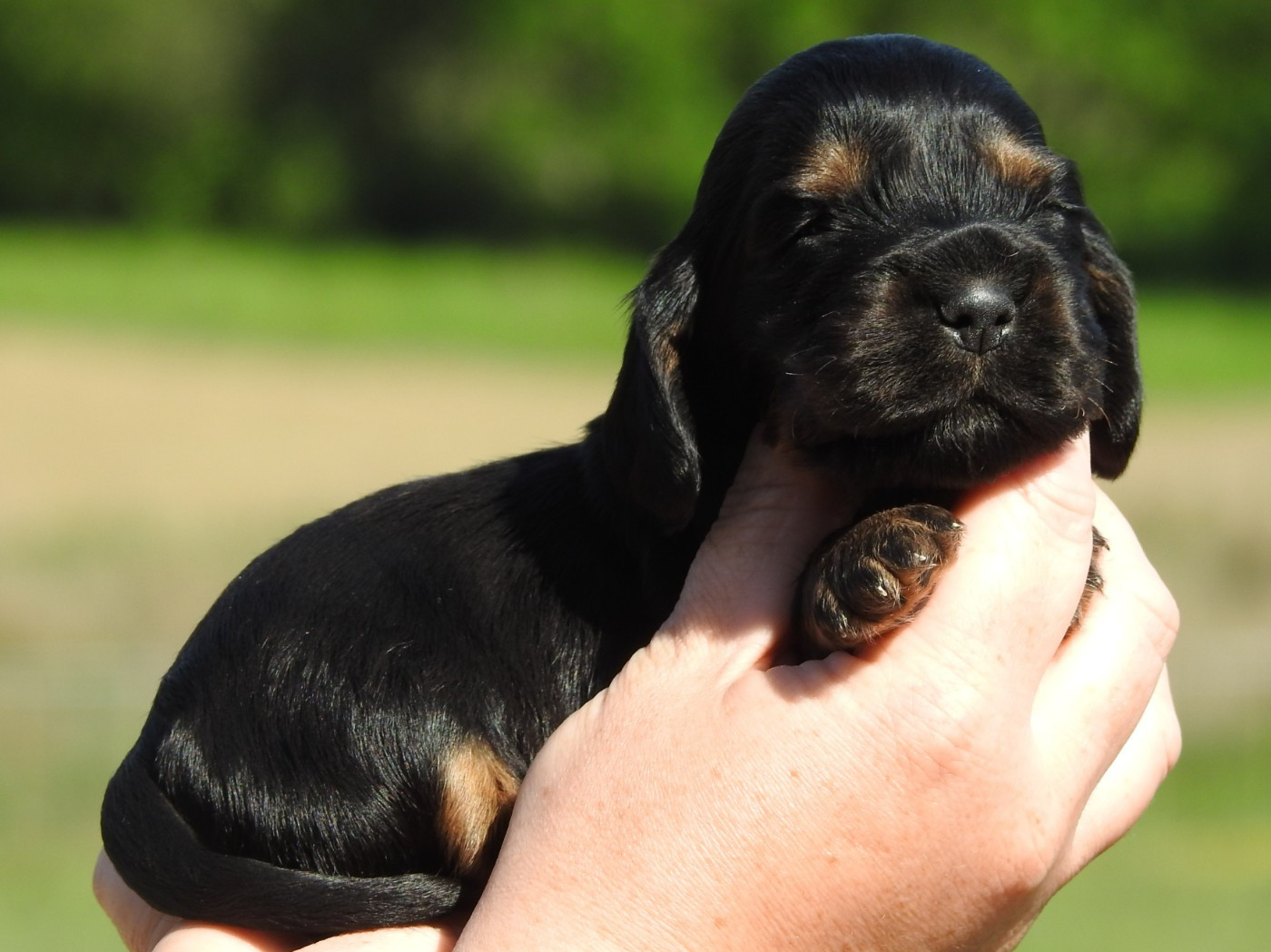 Du Clos De La Majesty - Chiots disponibles - Cocker Spaniel Anglais