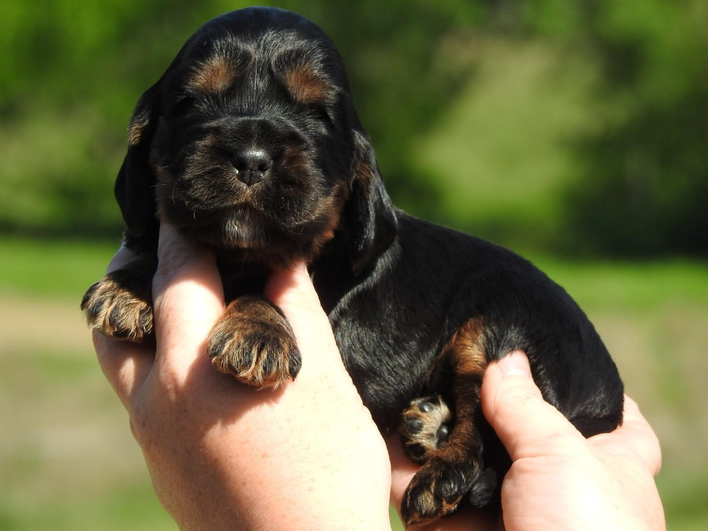 Chiot Cocker Spaniel Anglais Du Clos De La Majesty