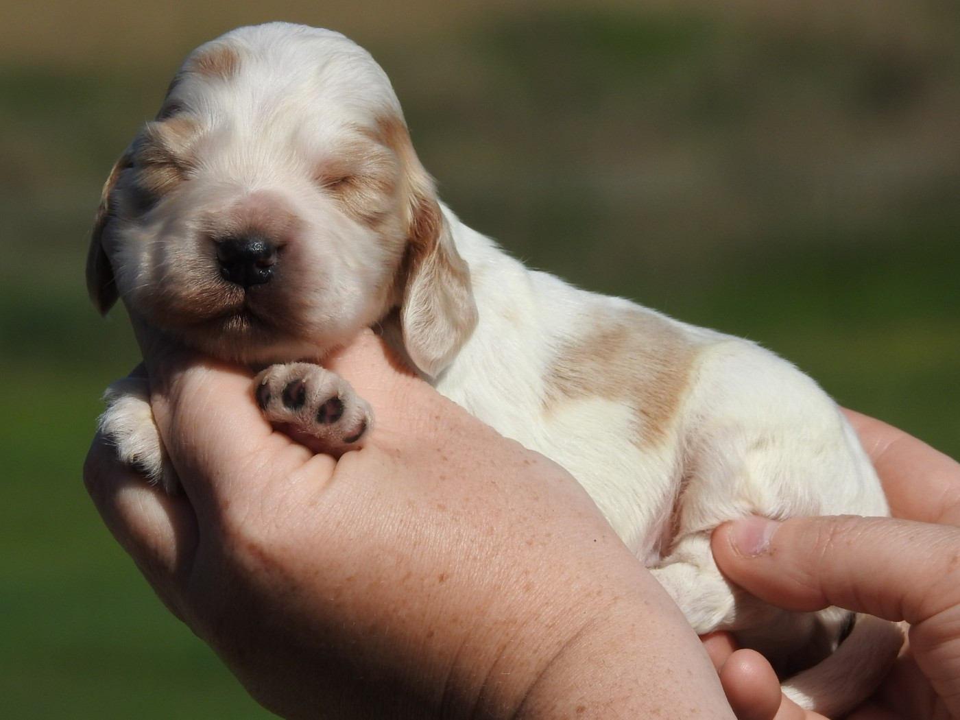 Du Clos De La Majesty - Chiots disponibles - Cocker Spaniel Anglais