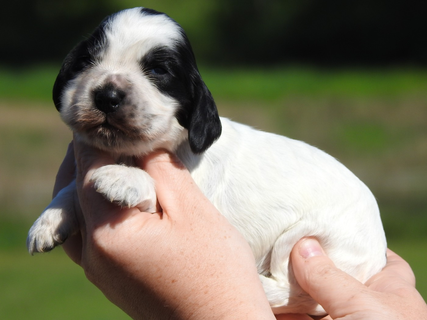 Du Clos De La Majesty - Chiots disponibles - Cocker Spaniel Anglais