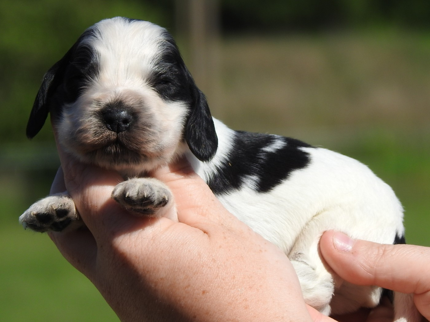 Chiot Cocker Spaniel Anglais Du Clos De La Majesty