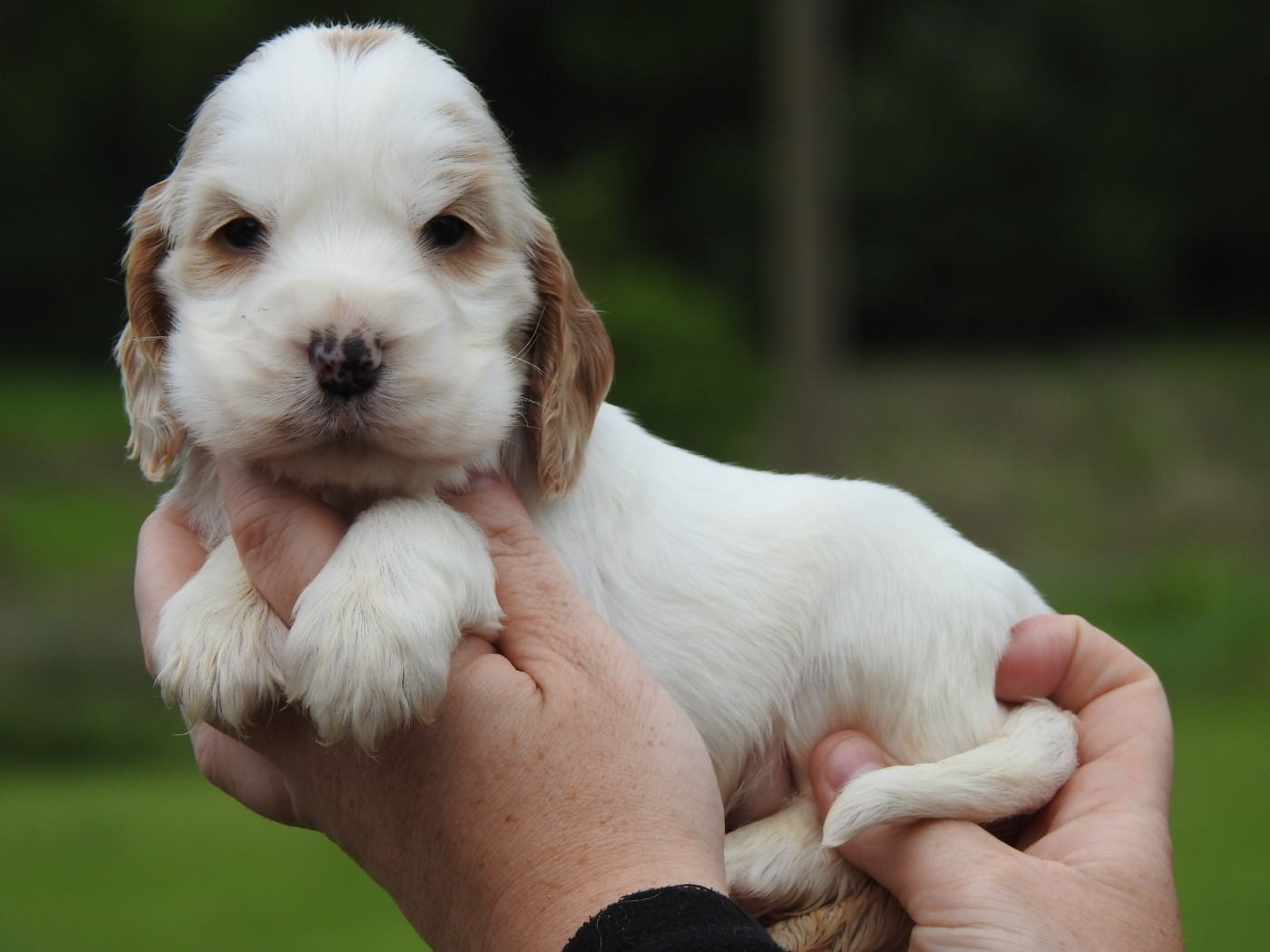 Du Clos De La Majesty - Chiots disponibles - Cocker Spaniel Anglais