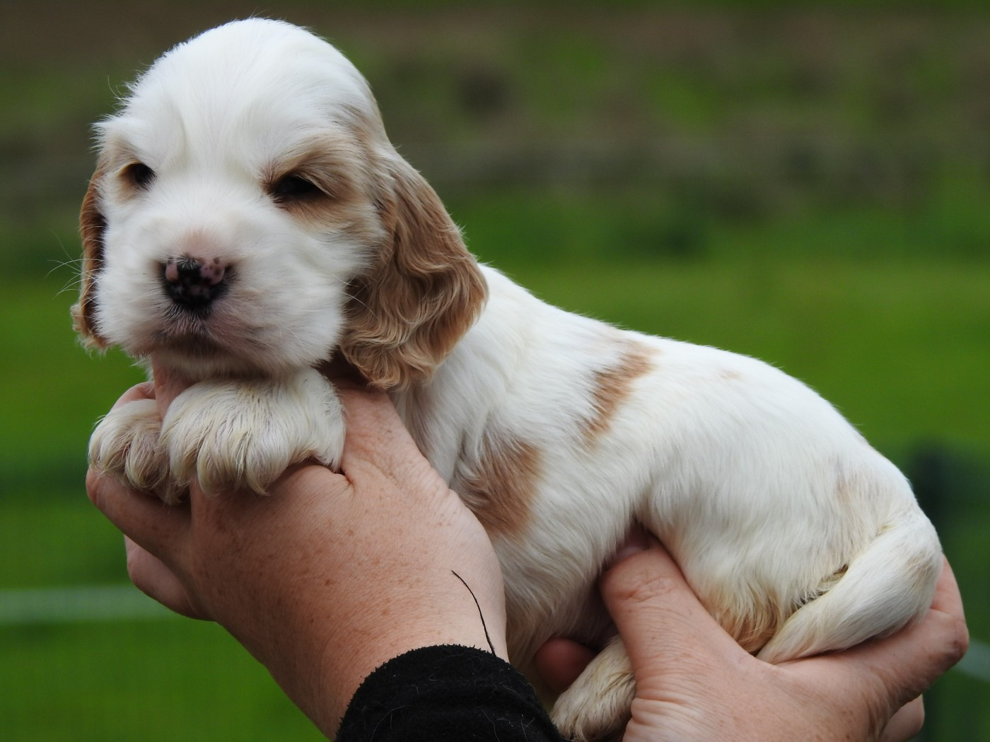 Du Clos De La Majesty - Chiots disponibles - Cocker Spaniel Anglais