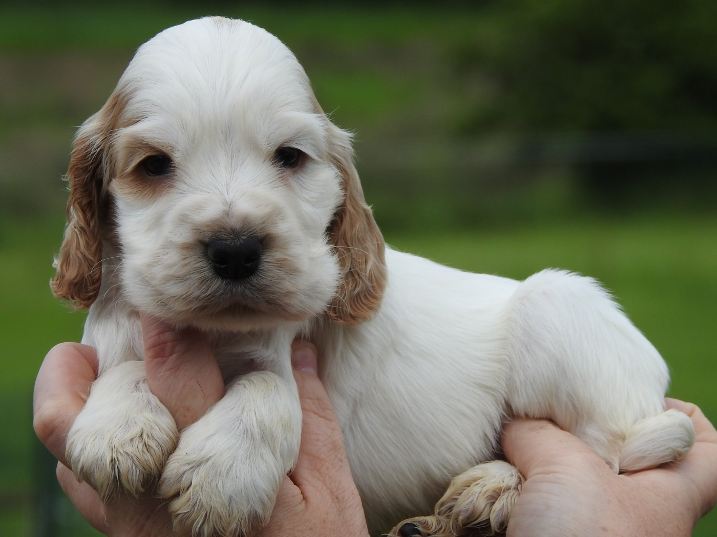 Du Clos De La Majesty - Chiots disponibles - Cocker Spaniel Anglais
