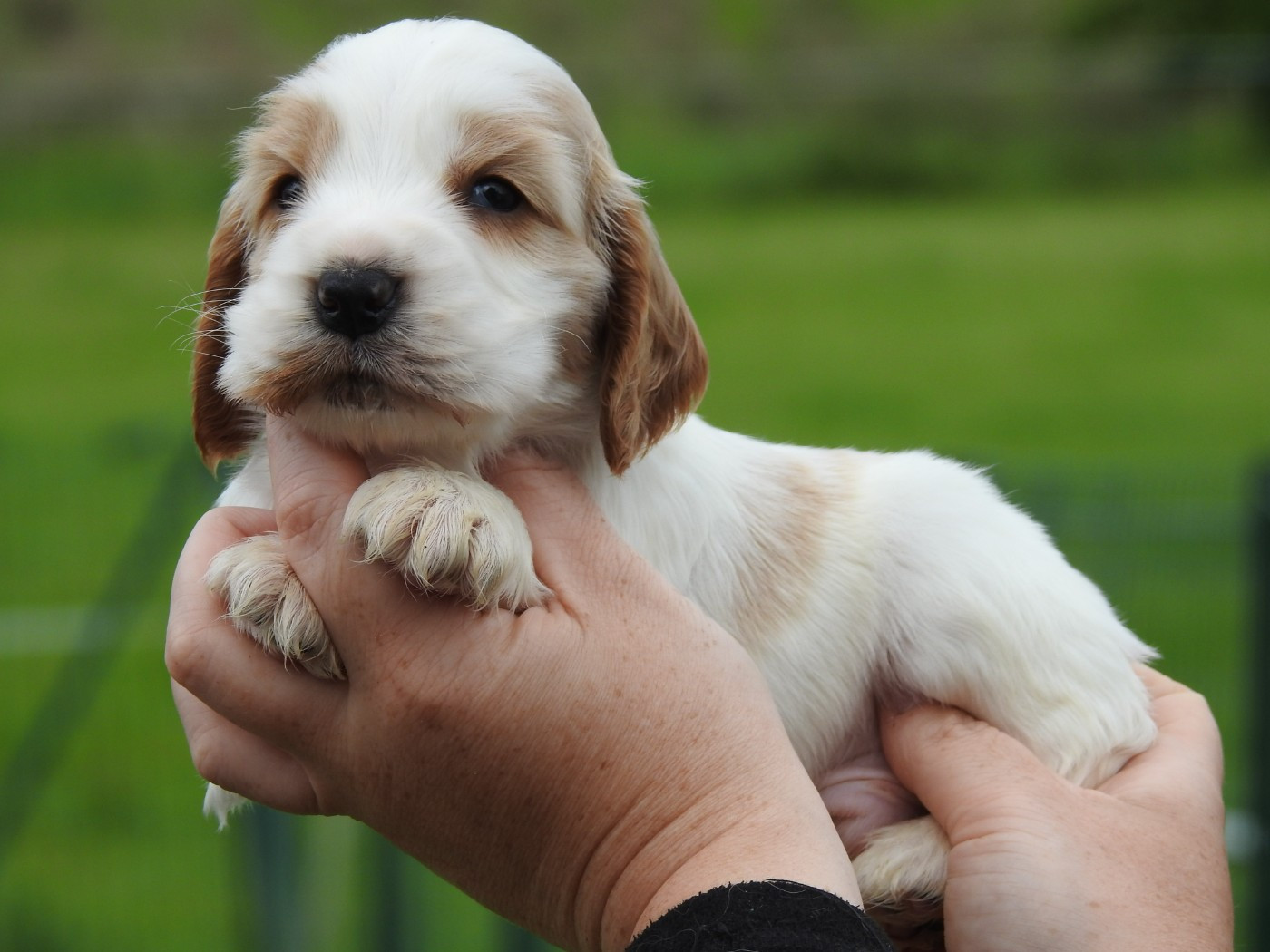 Du Clos De La Majesty - Chiots disponibles - Cocker Spaniel Anglais