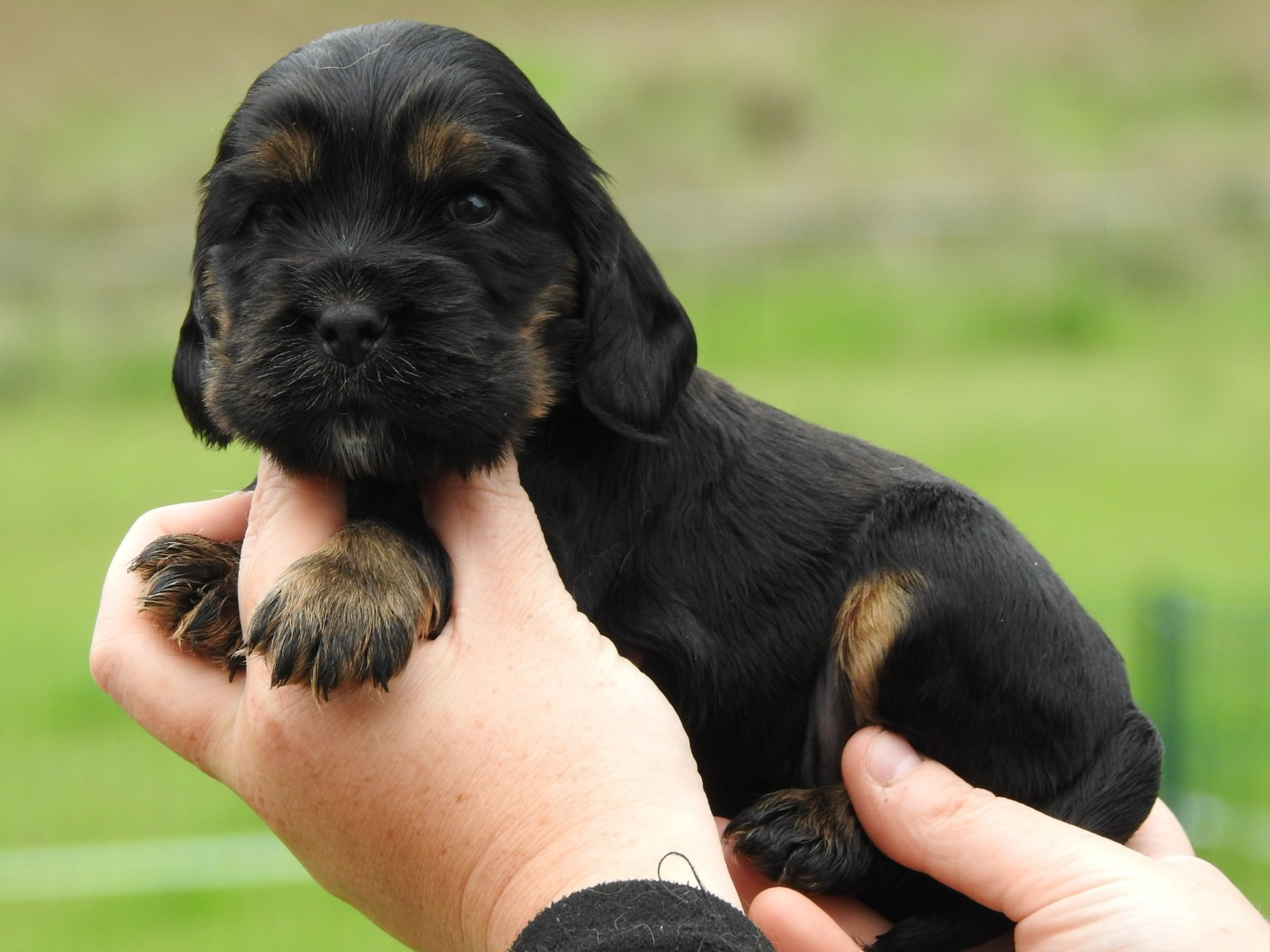 Du Clos De La Majesty - Chiots disponibles - Cocker Spaniel Anglais