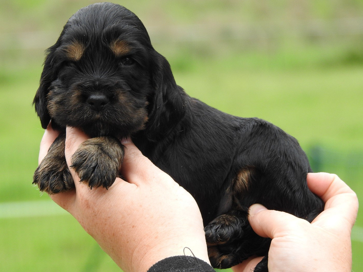 Du Clos De La Majesty - Chiots disponibles - Cocker Spaniel Anglais