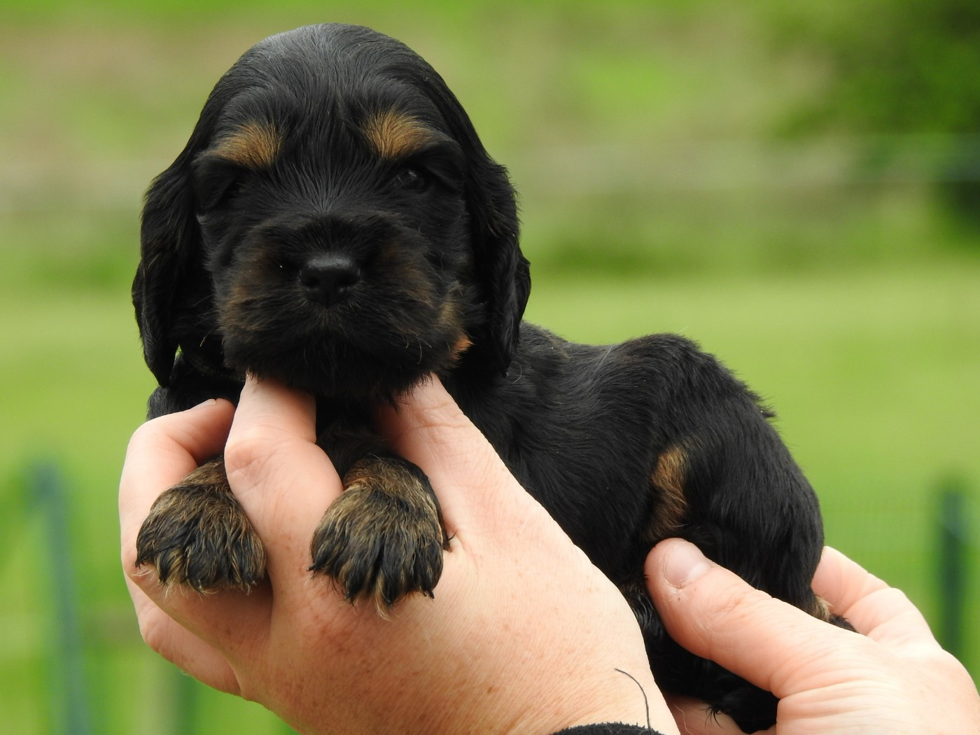 Du Clos De La Majesty - Chiots disponibles - Cocker Spaniel Anglais
