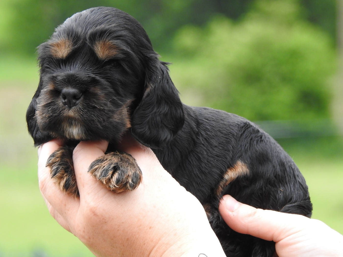 Du Clos De La Majesty - Chiots disponibles - Cocker Spaniel Anglais
