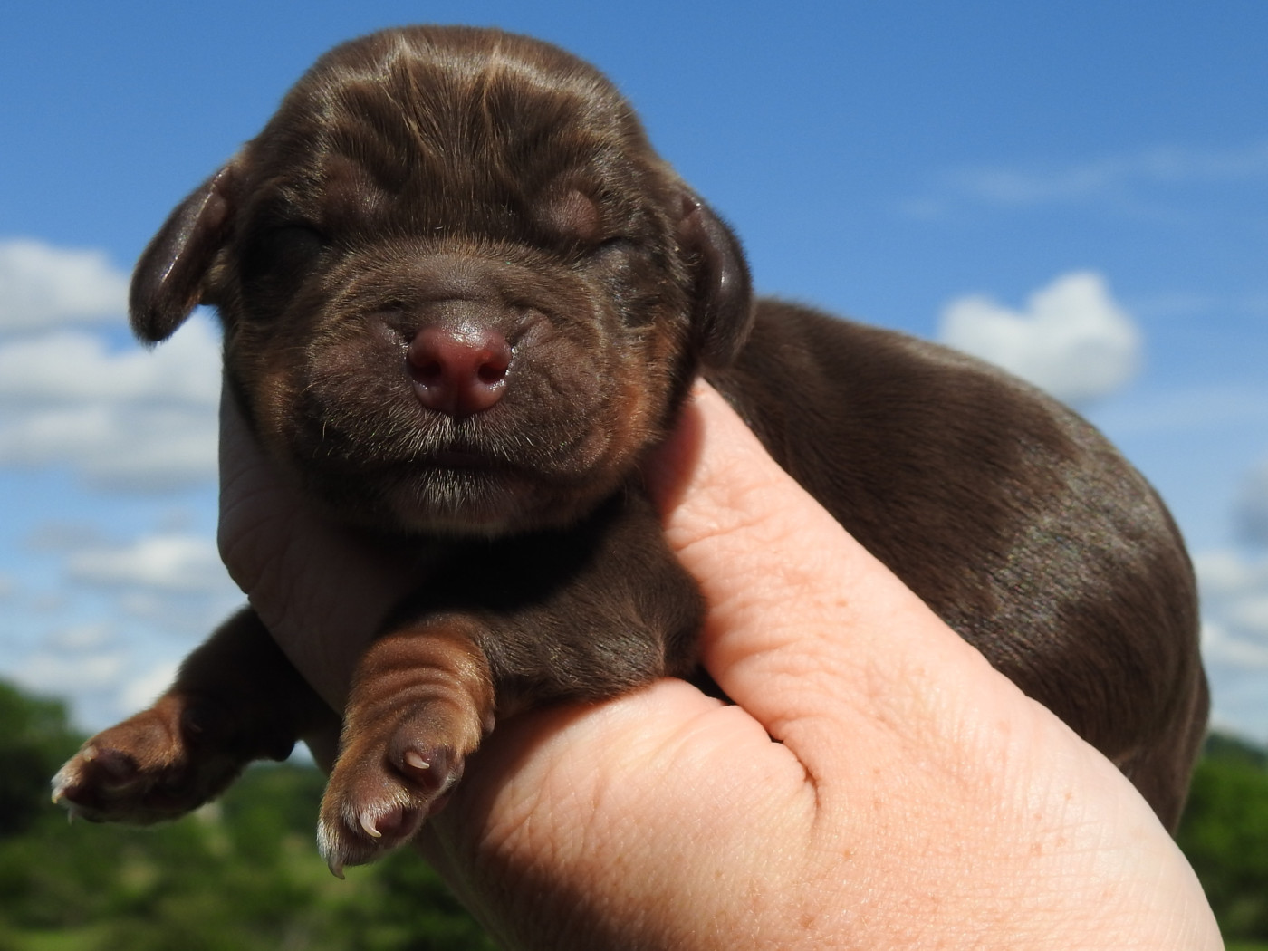 Du Clos De La Majesty - Chiots disponibles - Cocker Spaniel Anglais