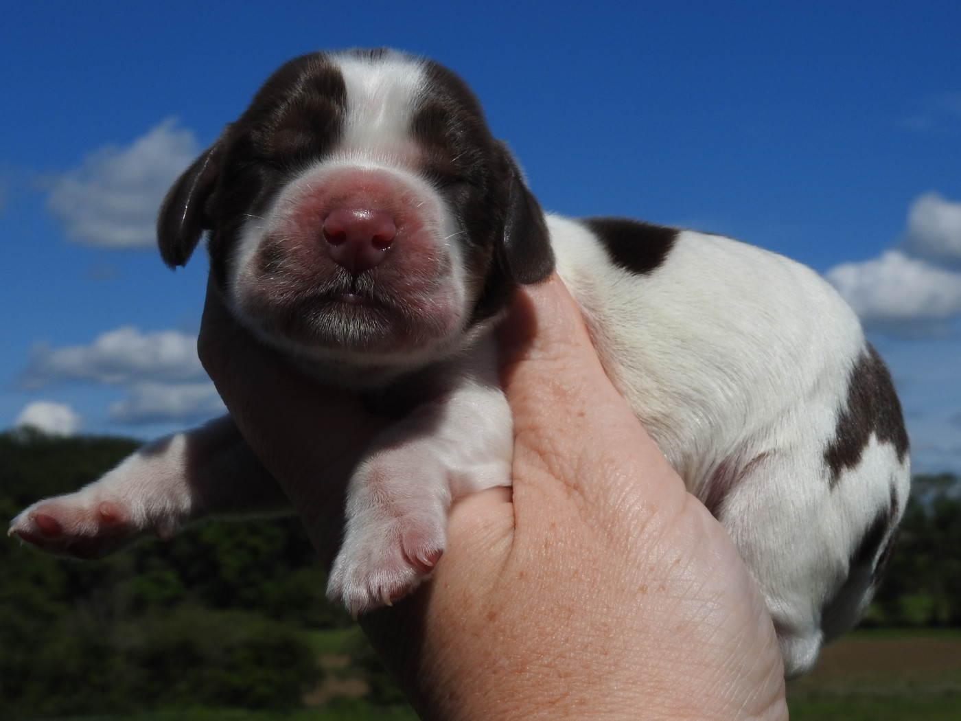 Du Clos De La Majesty - Chiots disponibles - Cocker Spaniel Anglais