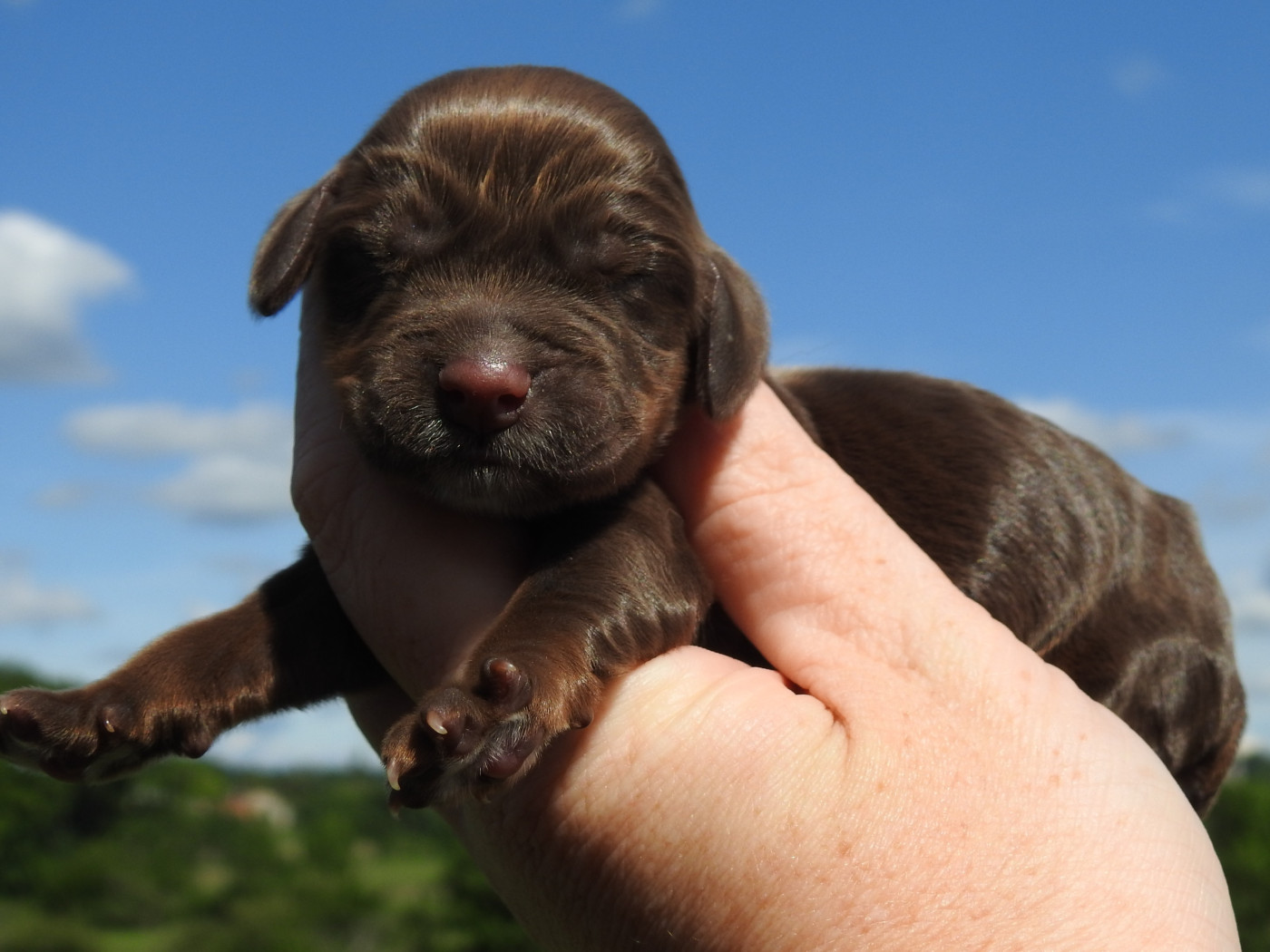 Du Clos De La Majesty - Chiots disponibles - Cocker Spaniel Anglais