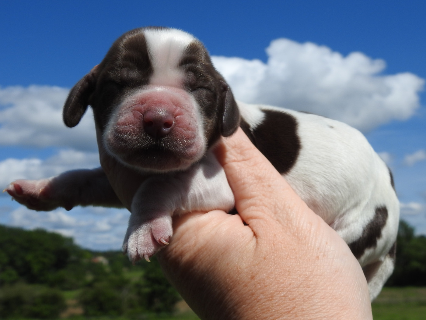 Du Clos De La Majesty - Chiots disponibles - Cocker Spaniel Anglais
