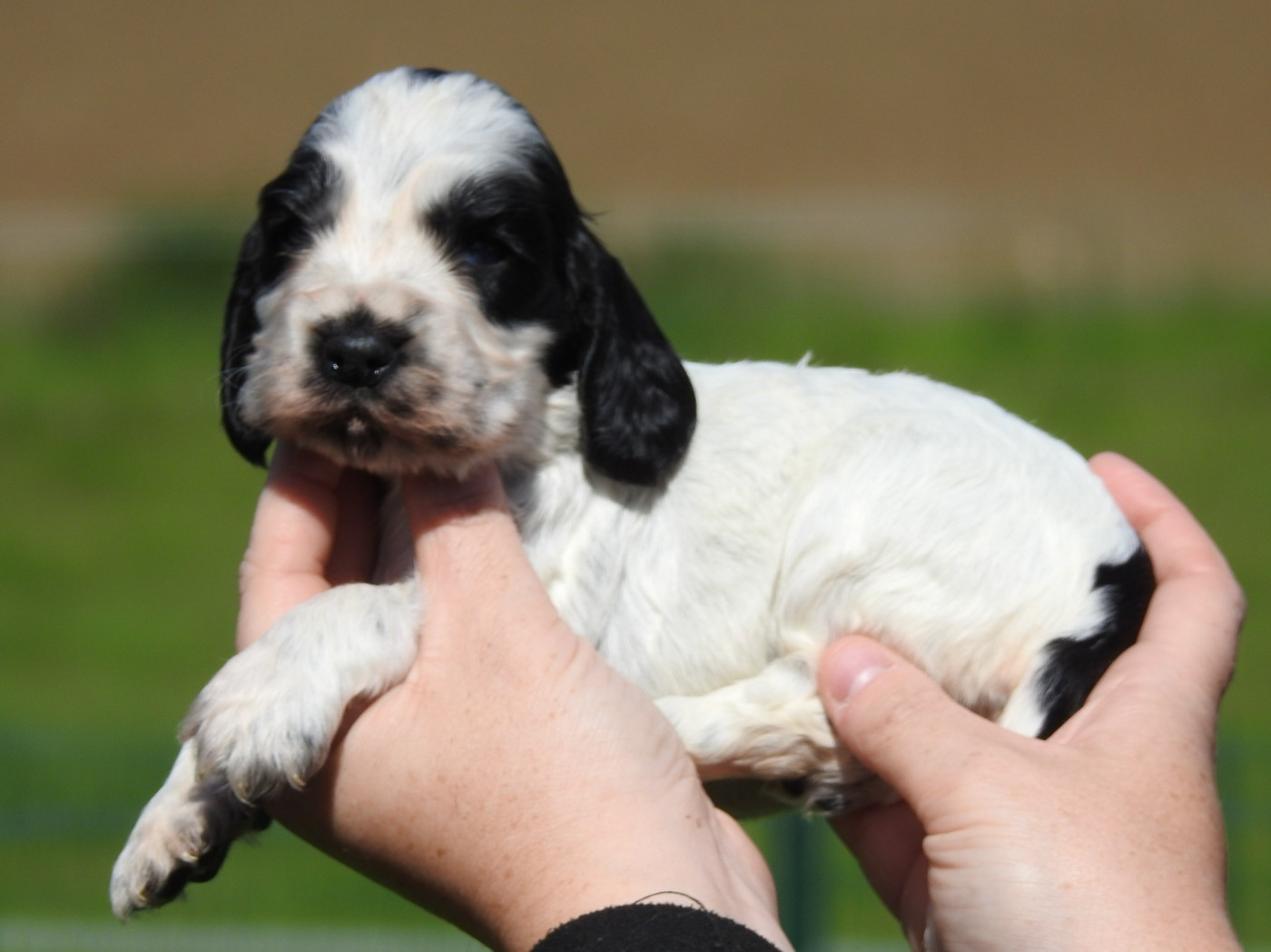 Du Clos De La Majesty - Chiots disponibles - Cocker Spaniel Anglais