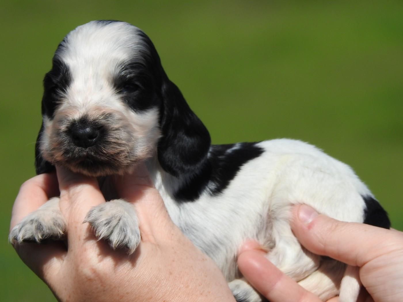 Du Clos De La Majesty - Chiots disponibles - Cocker Spaniel Anglais