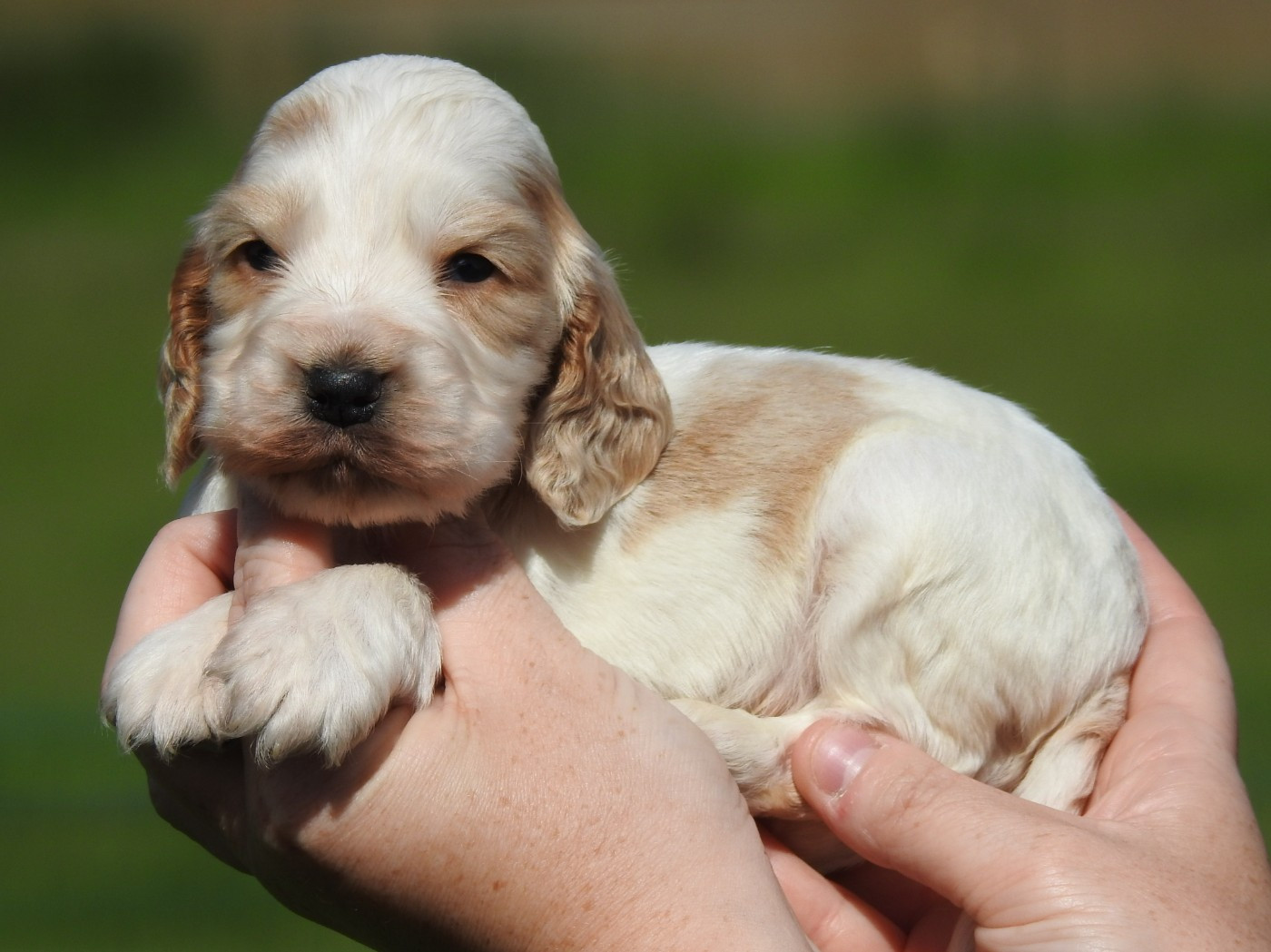 Du Clos De La Majesty - Chiots disponibles - Cocker Spaniel Anglais