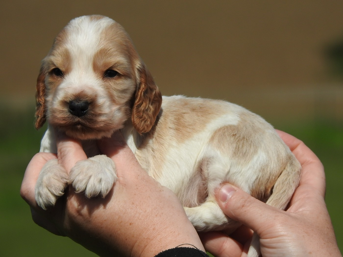 Du Clos De La Majesty - Chiots disponibles - Cocker Spaniel Anglais
