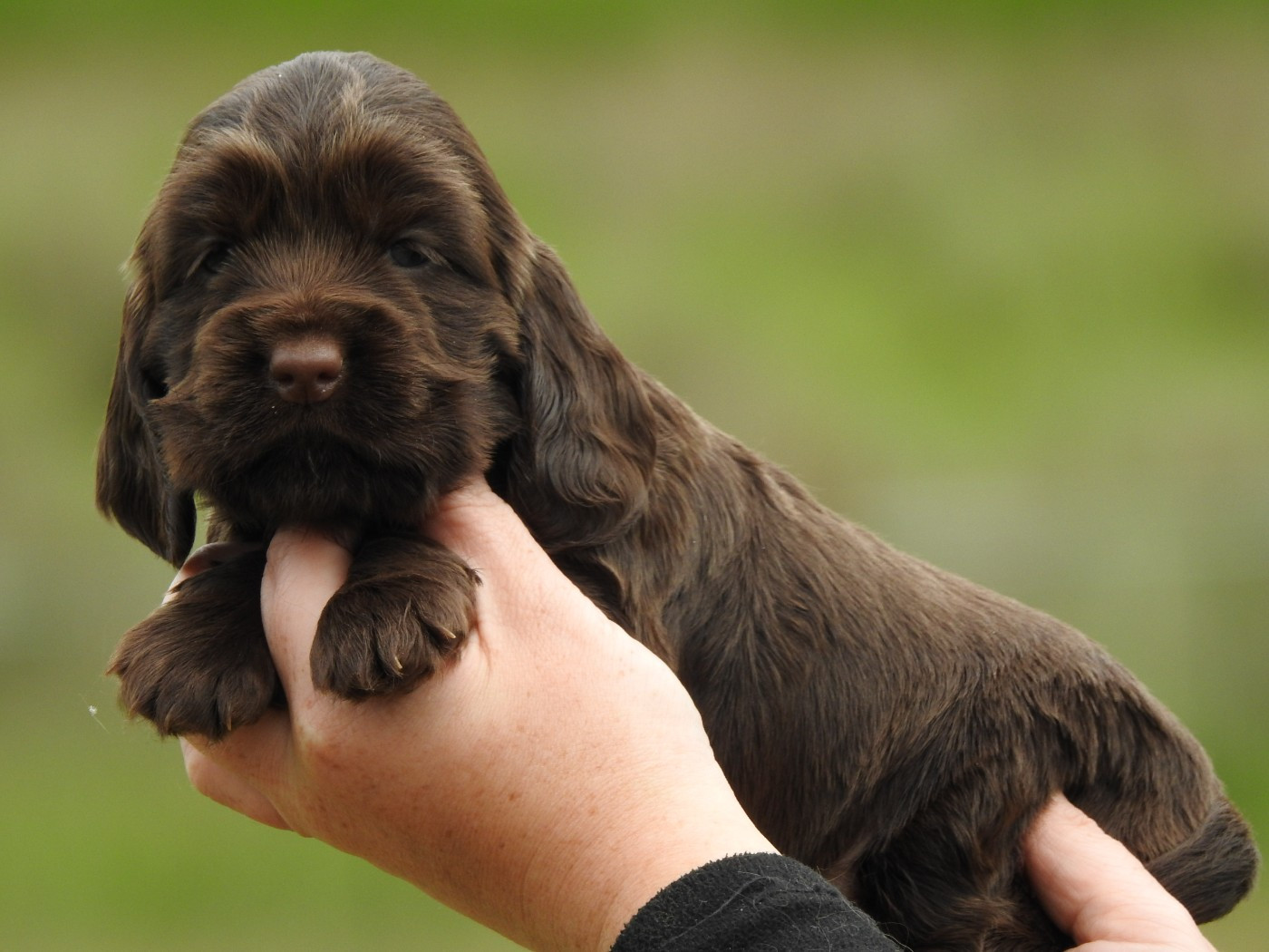 Du Clos De La Majesty - Cocker Spaniel Anglais - Portée née le 18/04/2026