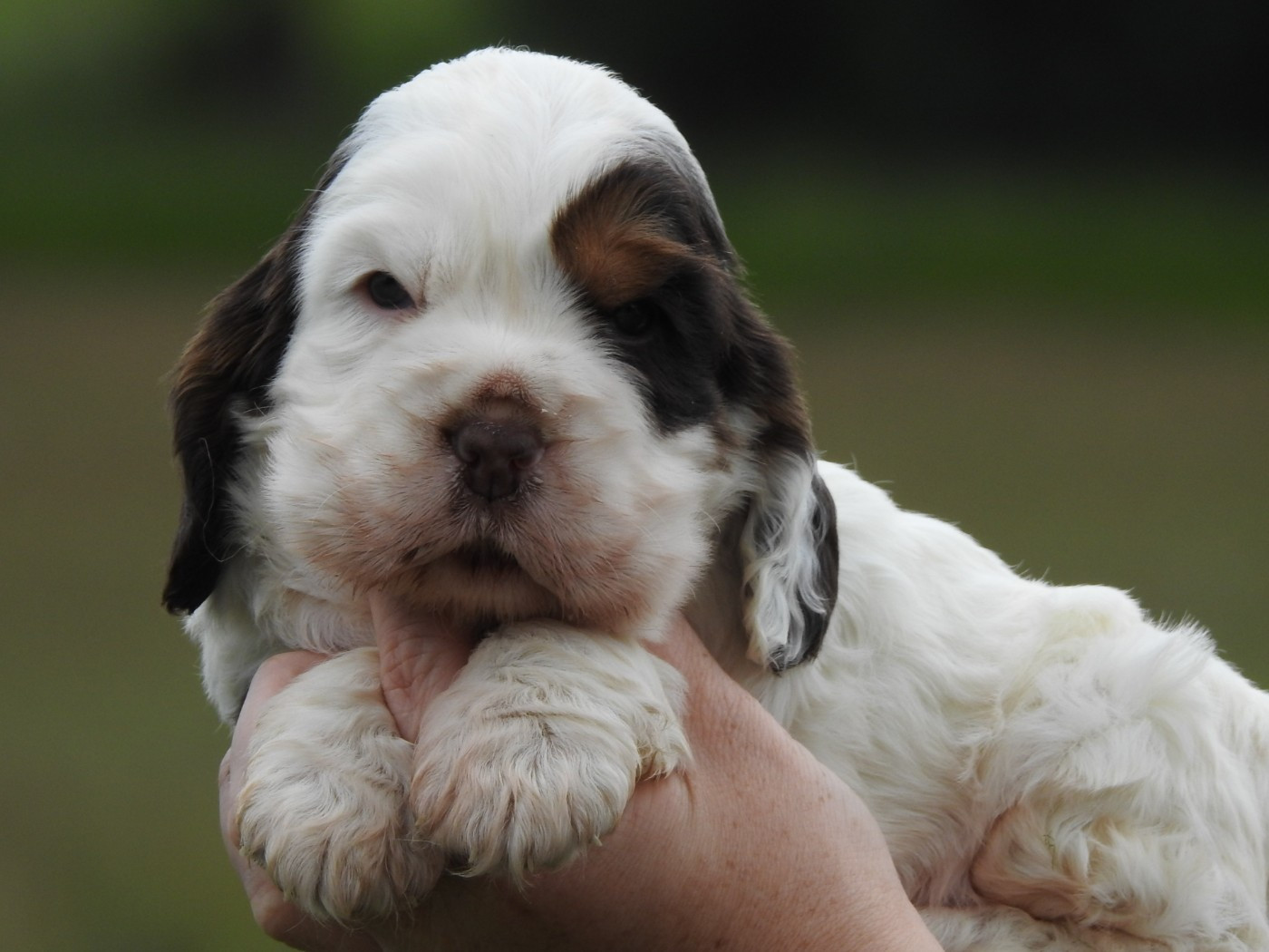 Du Clos De La Majesty - Chiots disponibles - Cocker Spaniel Anglais