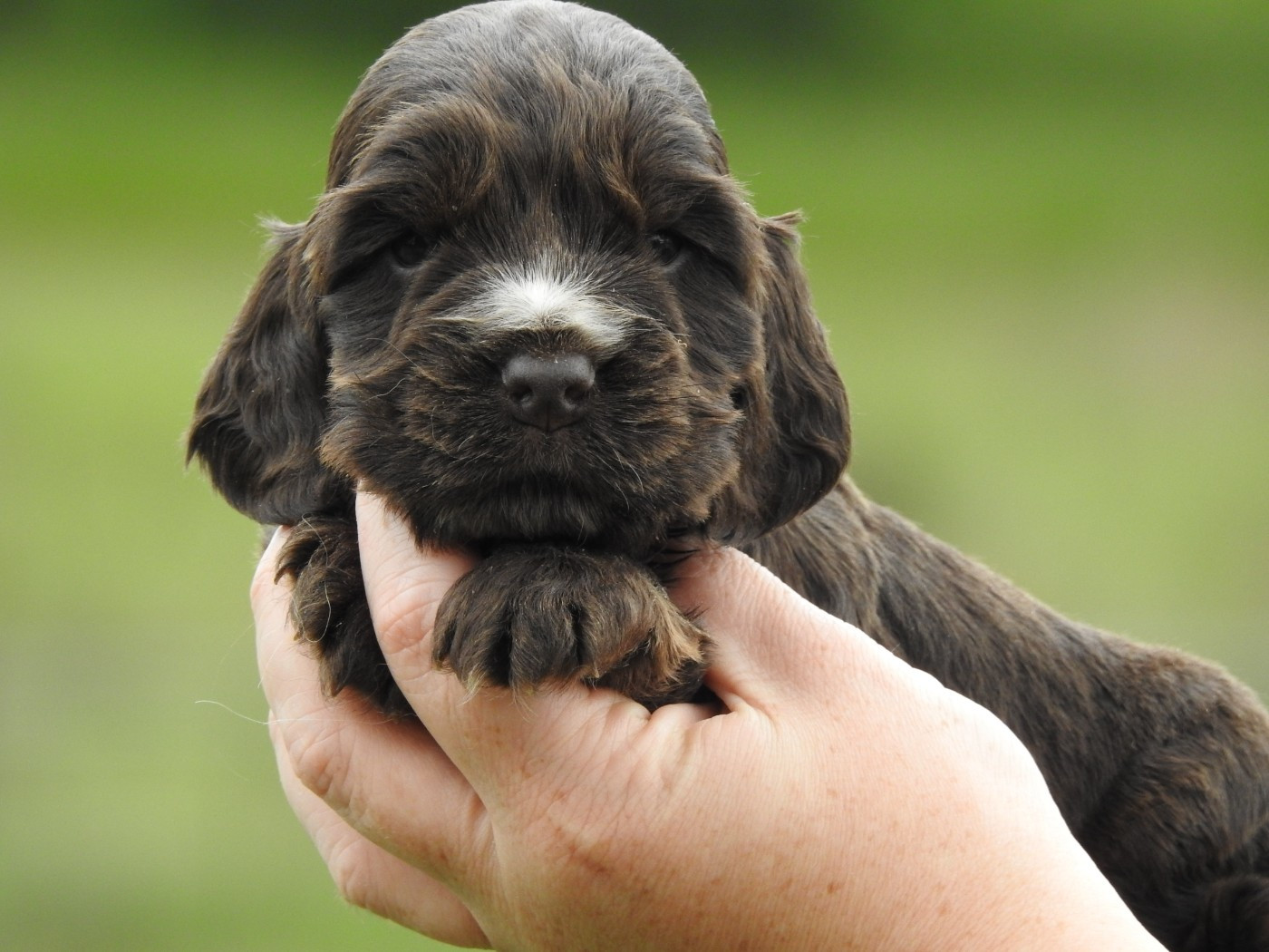 Du Clos De La Majesty - Chiots disponibles - Cocker Spaniel Anglais